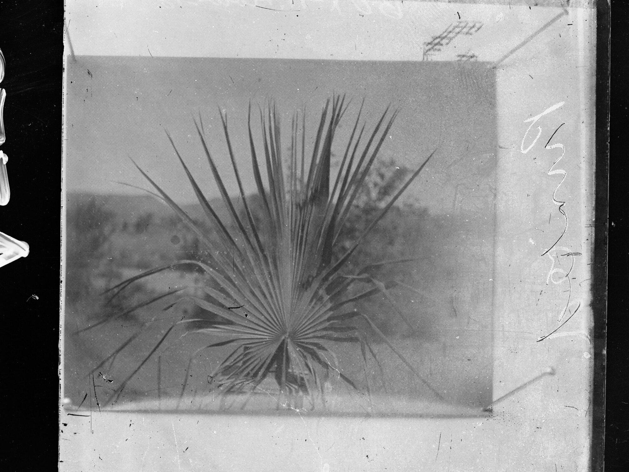 View of palm tree 