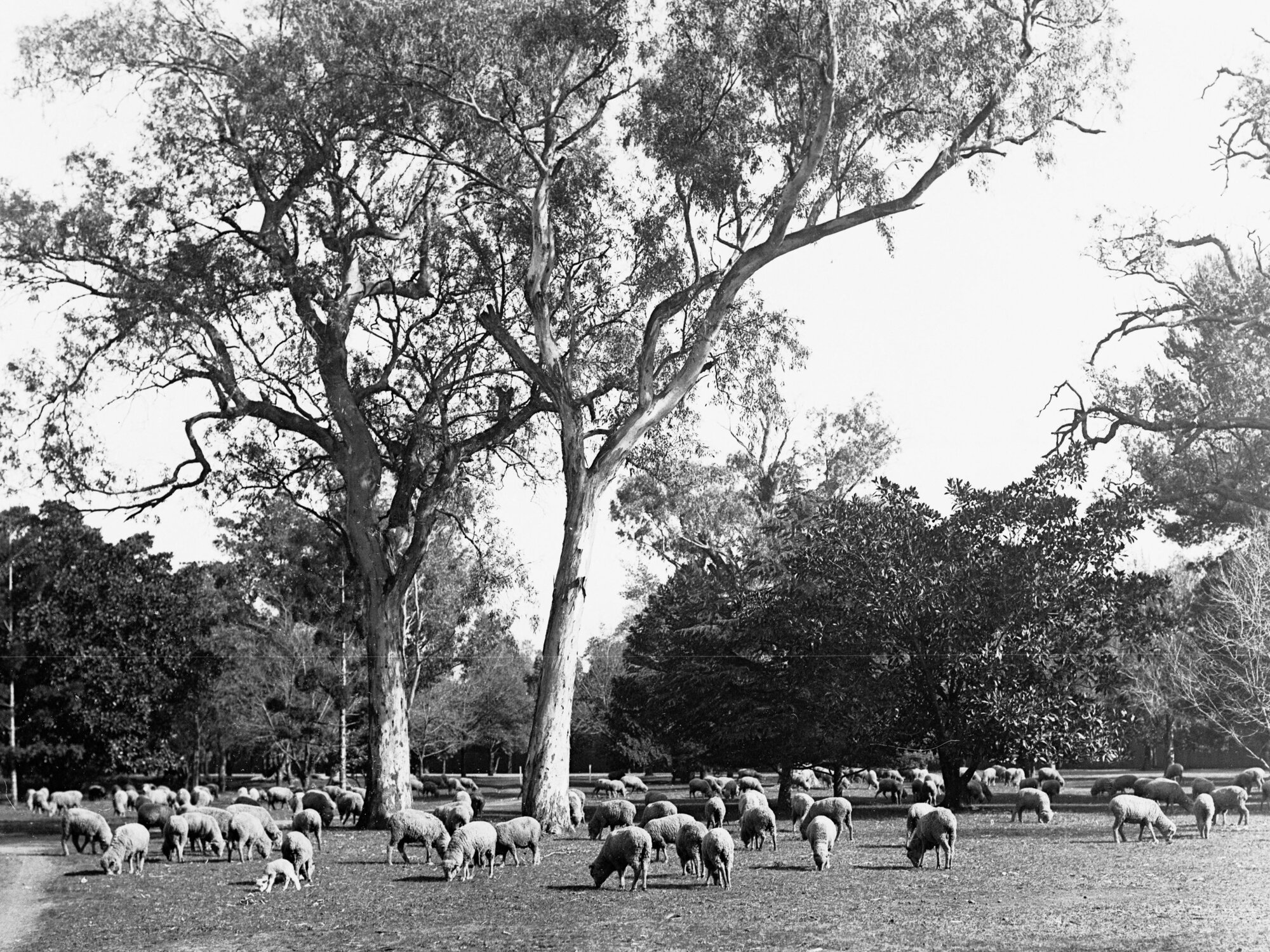 Sheep grazing