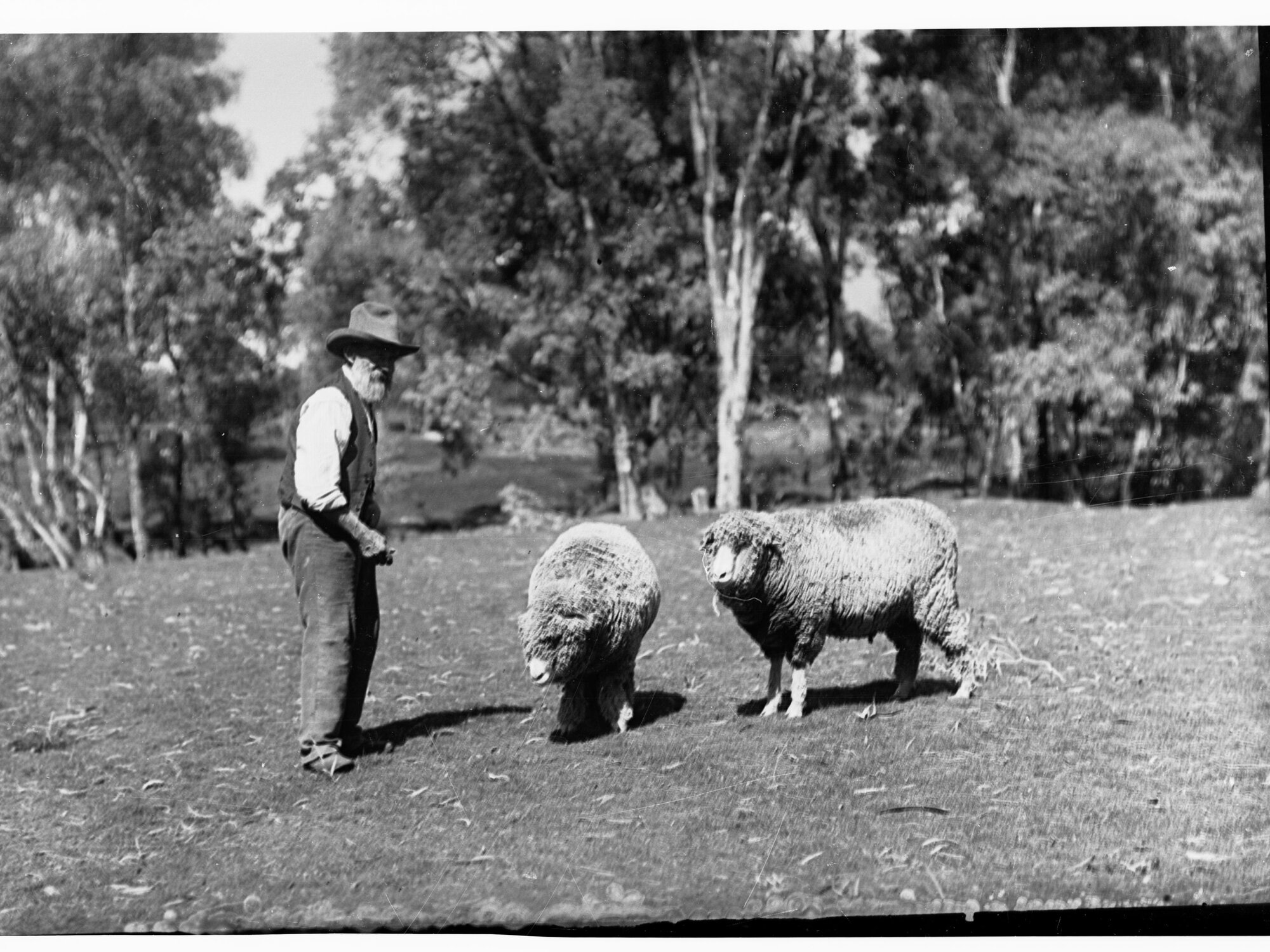 Man with two sheep