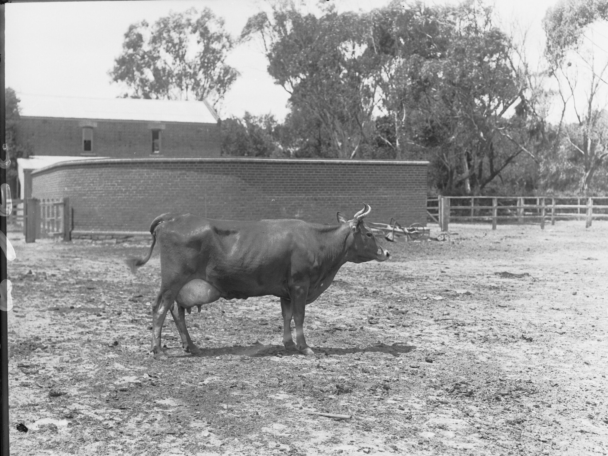 Dairy cow at Morphettville 