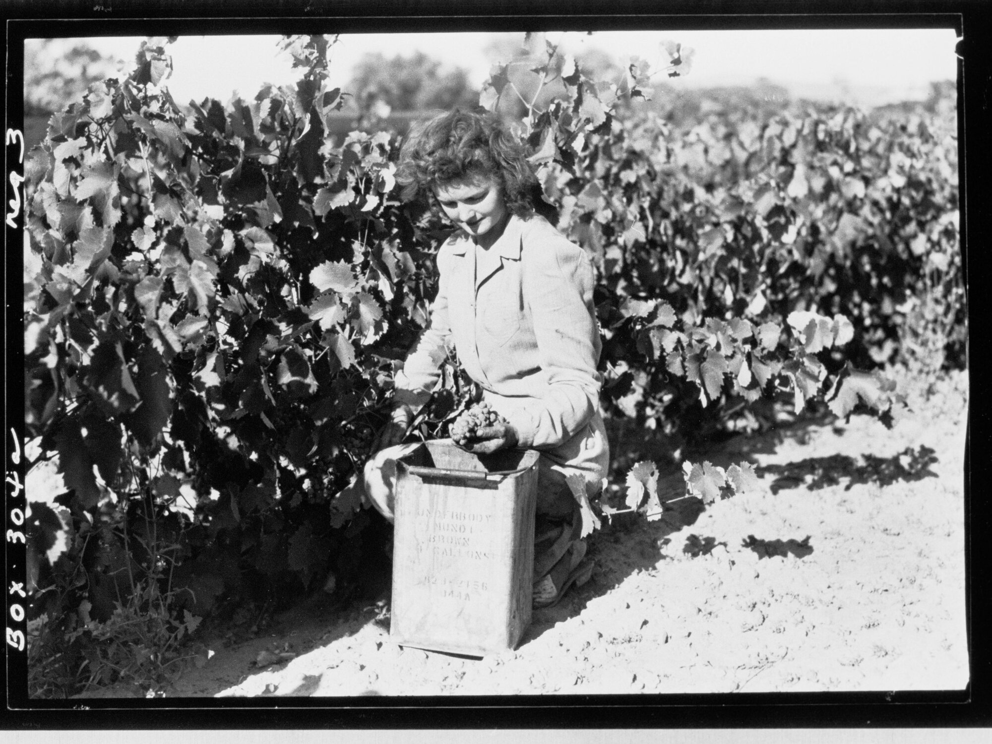 Grape picking - Barossa Valley