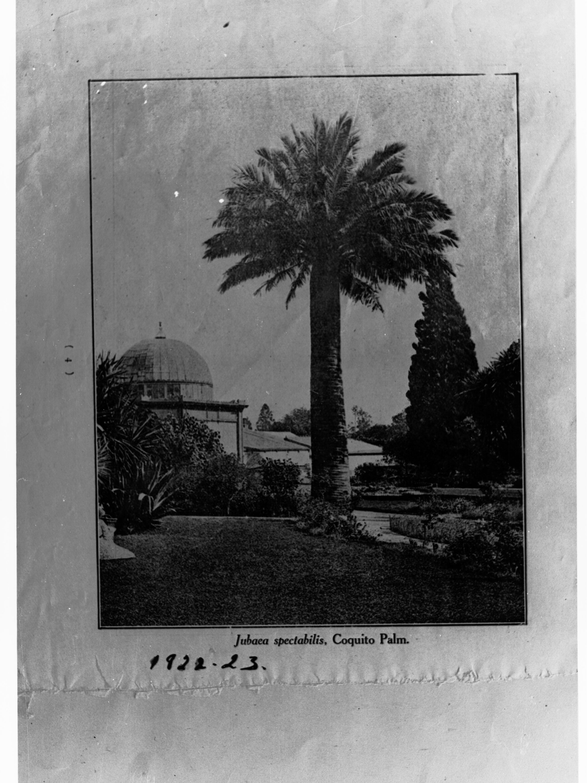 Jubaca Spectabilis Coquito Palm at the Botanic Gardens