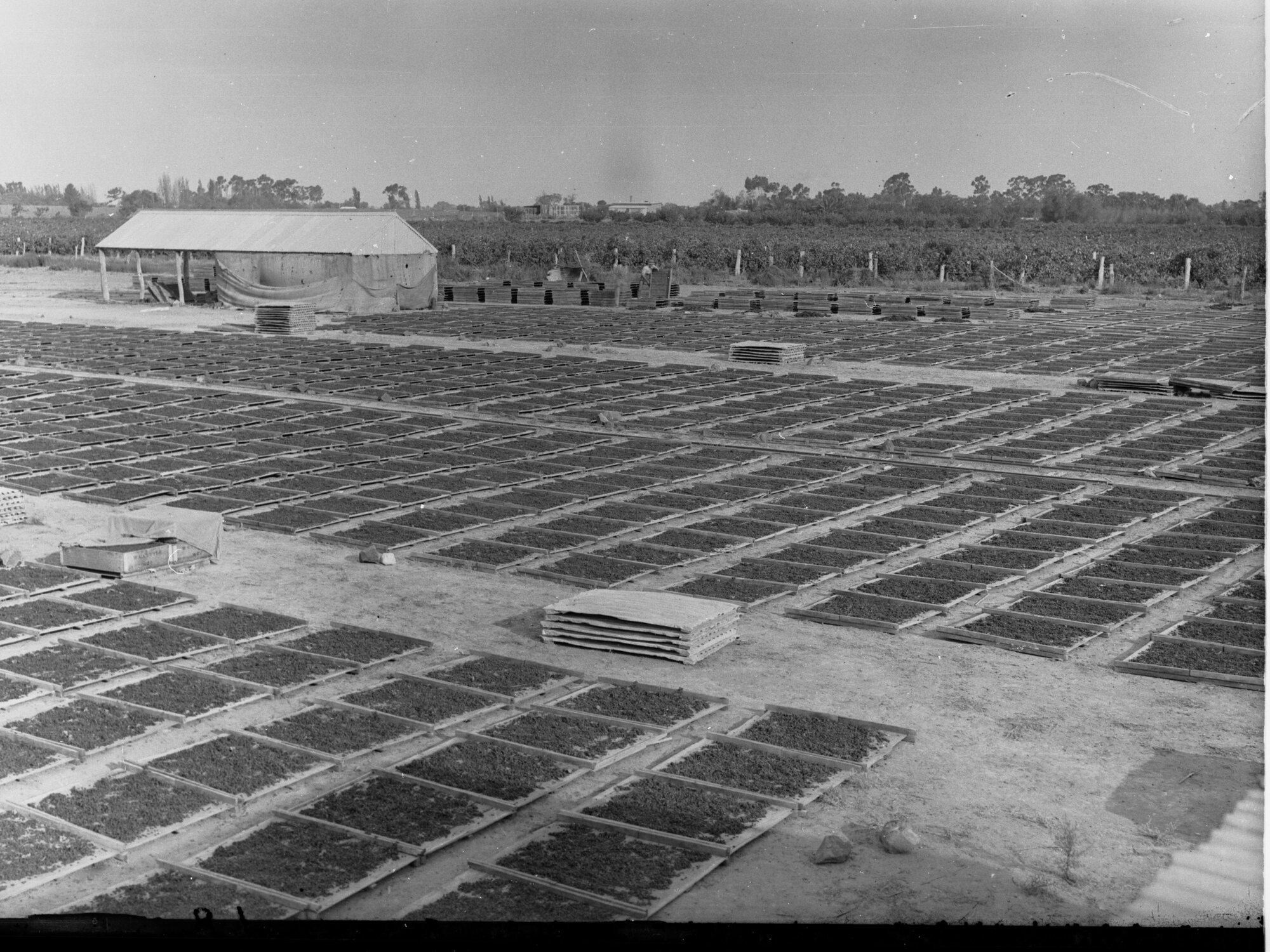 Fruit Being Dried at Renmark