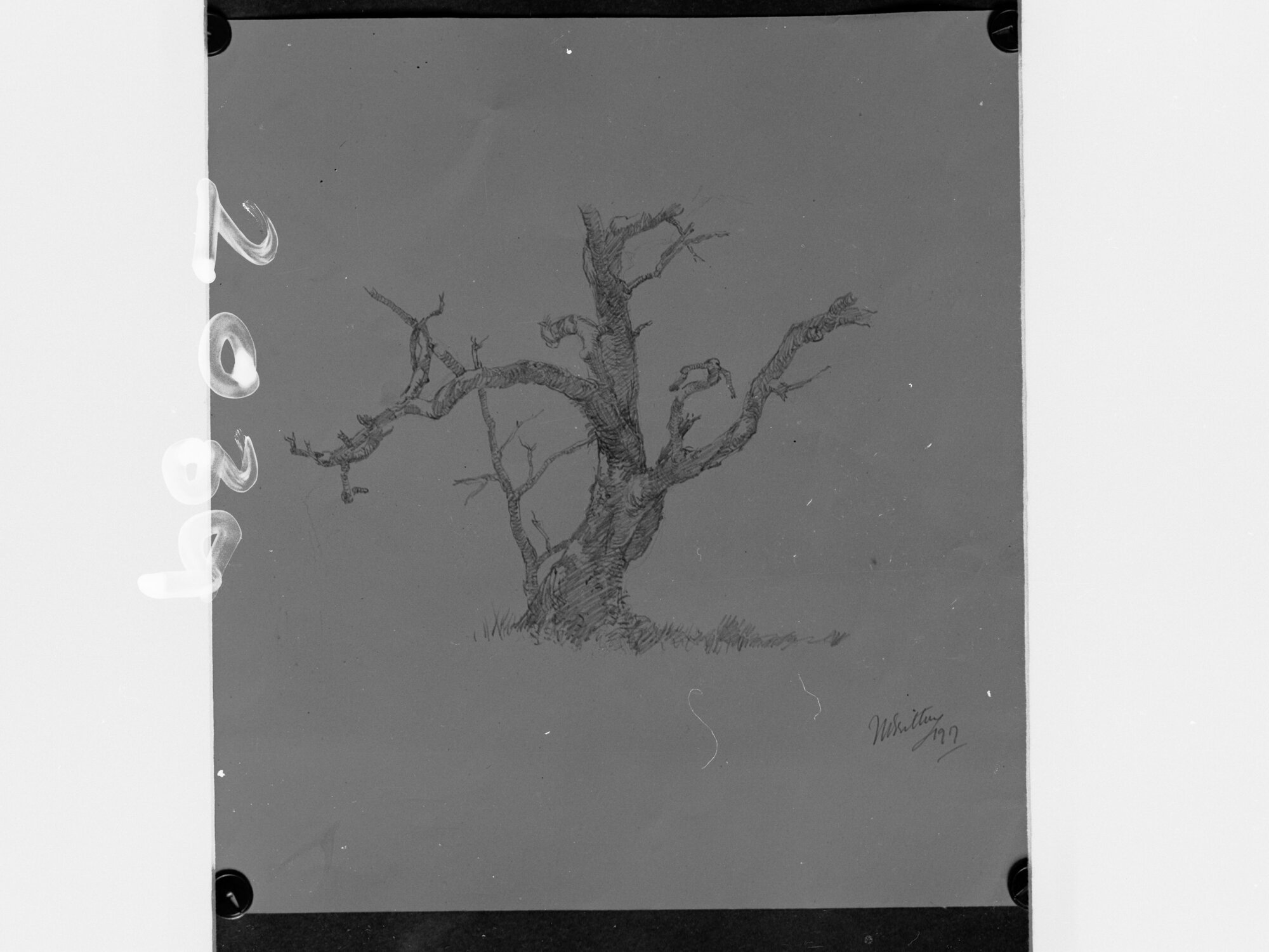 Sketch of a tree,  sketch by School of Arts South Australia student