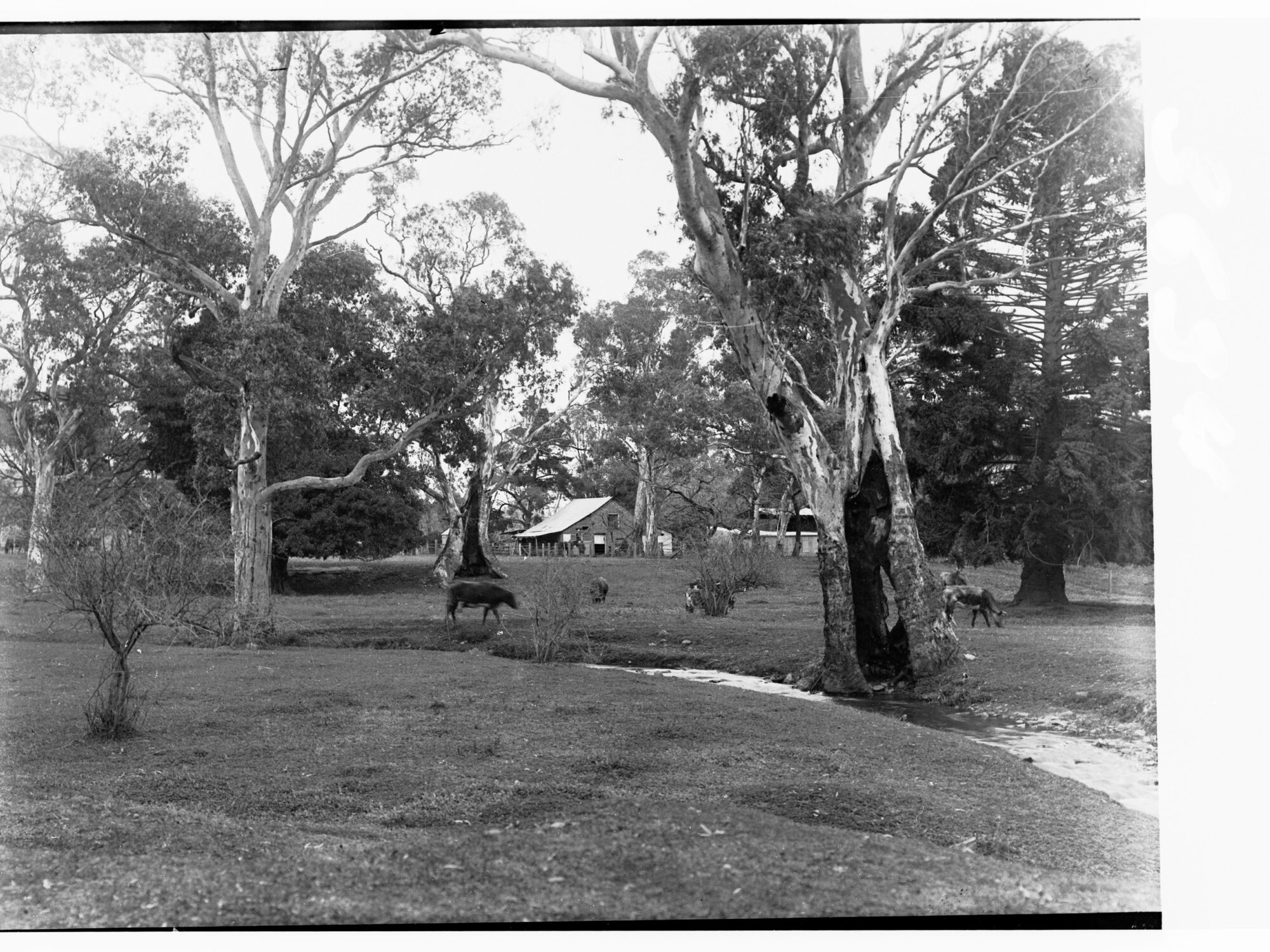 Farmhouse and cows (Yankalilla - view near grazing land)