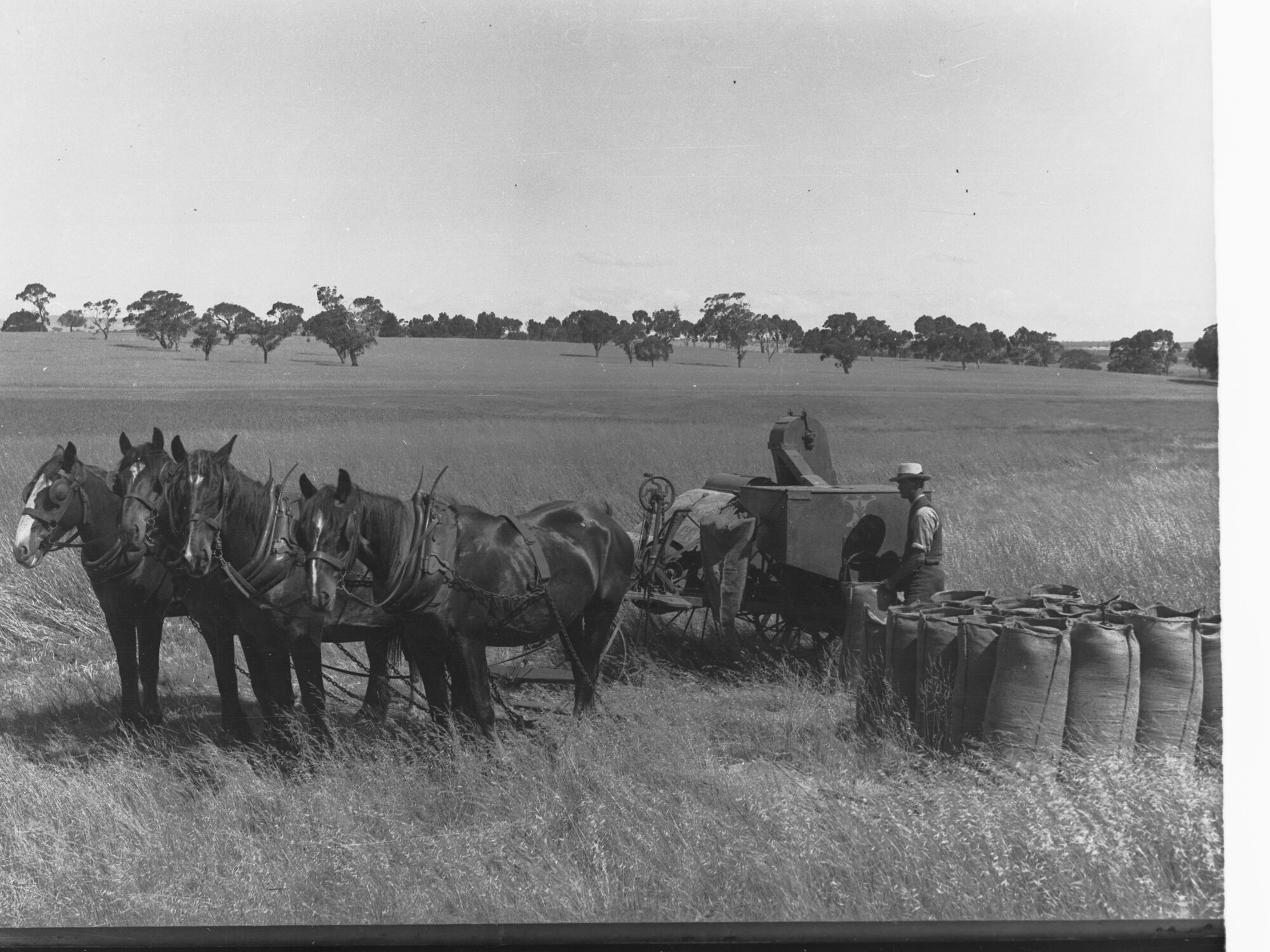 Horse Drawn Harvest in a Field Man Filling Sacks of Wheat Turretfield