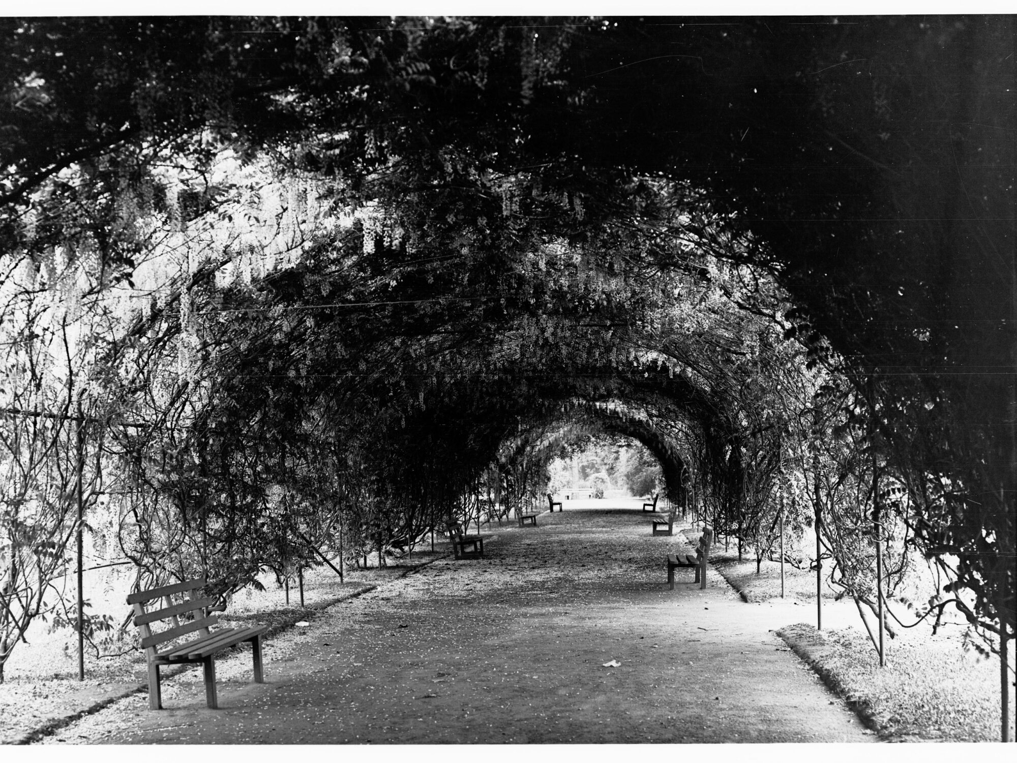 Botanic Gardens  walkway covered by Wisteria