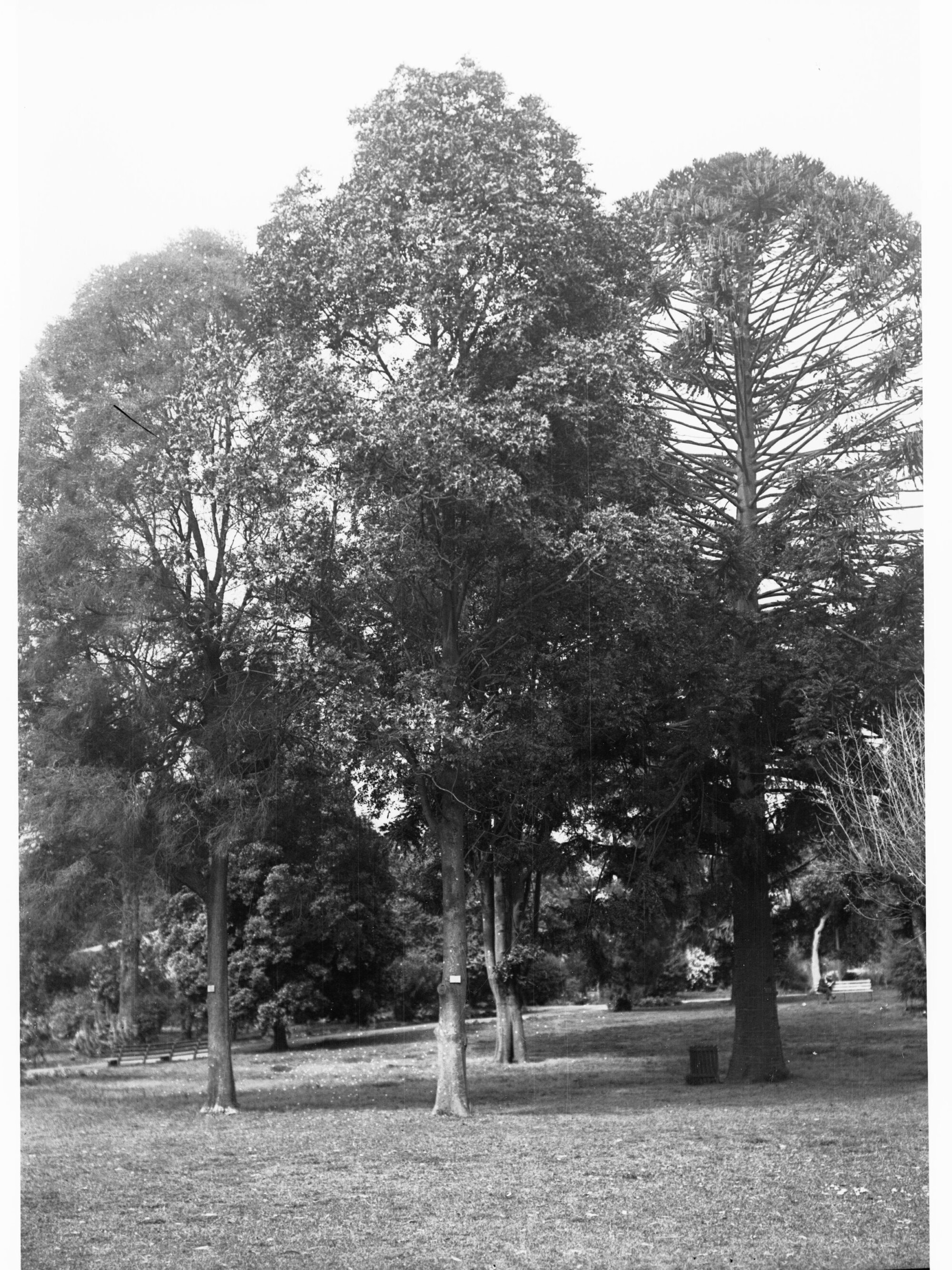 Brassaio Actinophylla, Botanic Gardens