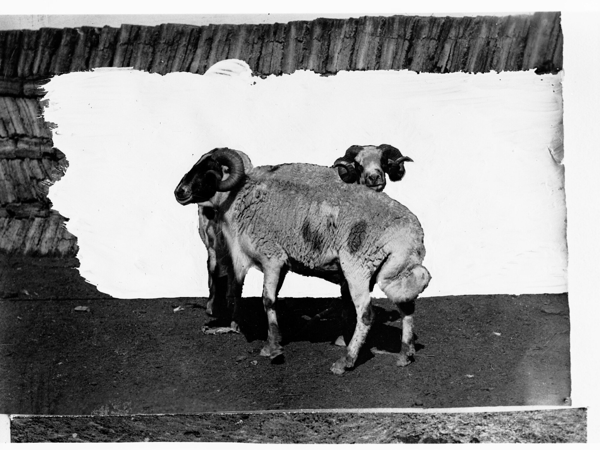 Black Head Persian Rams