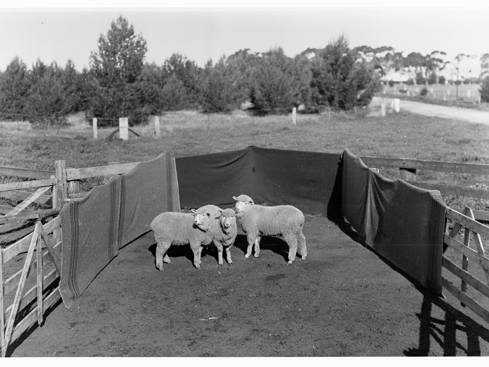 Sheep in a pen at Roseworthy