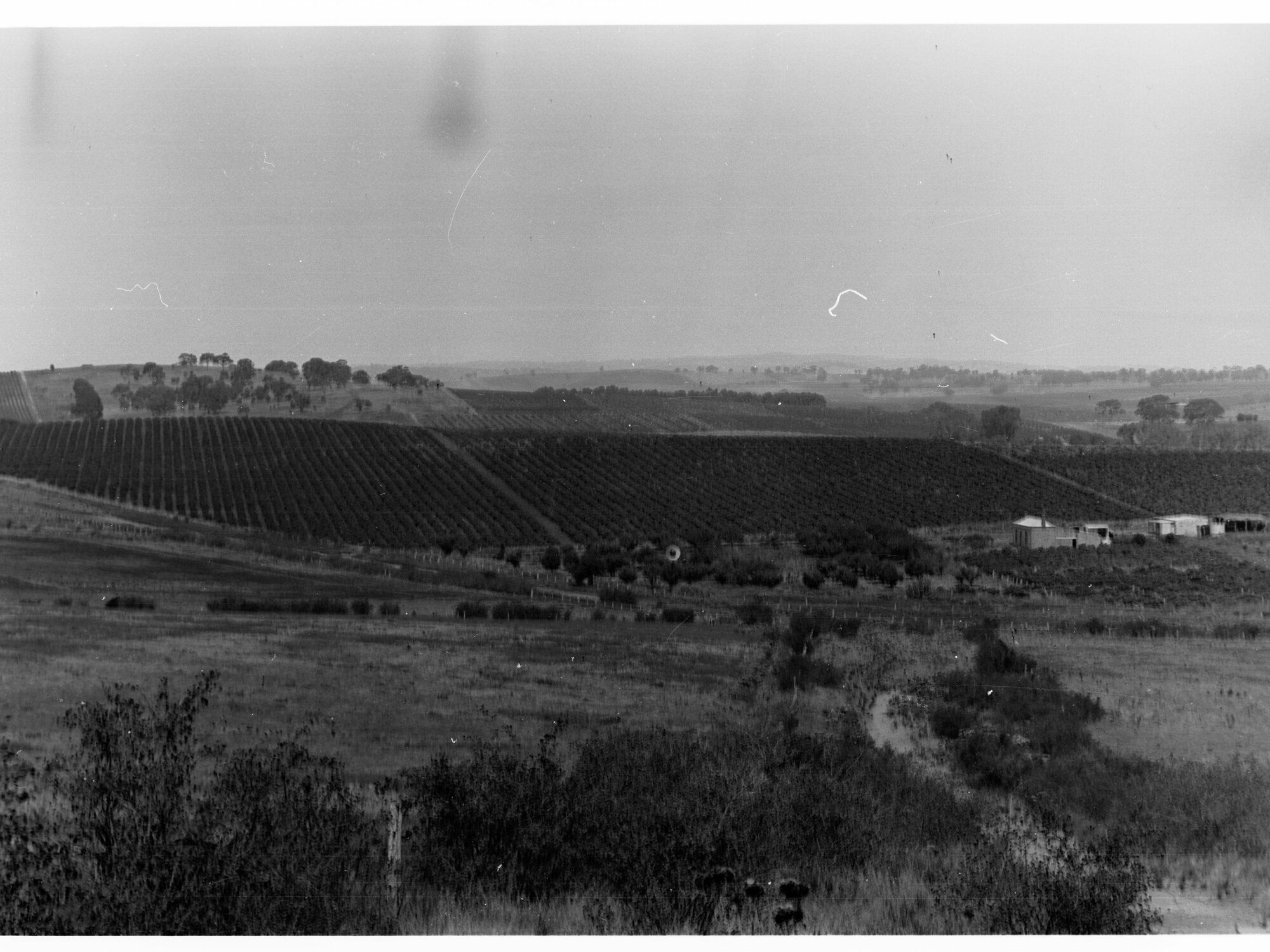 Vineyards at Clare