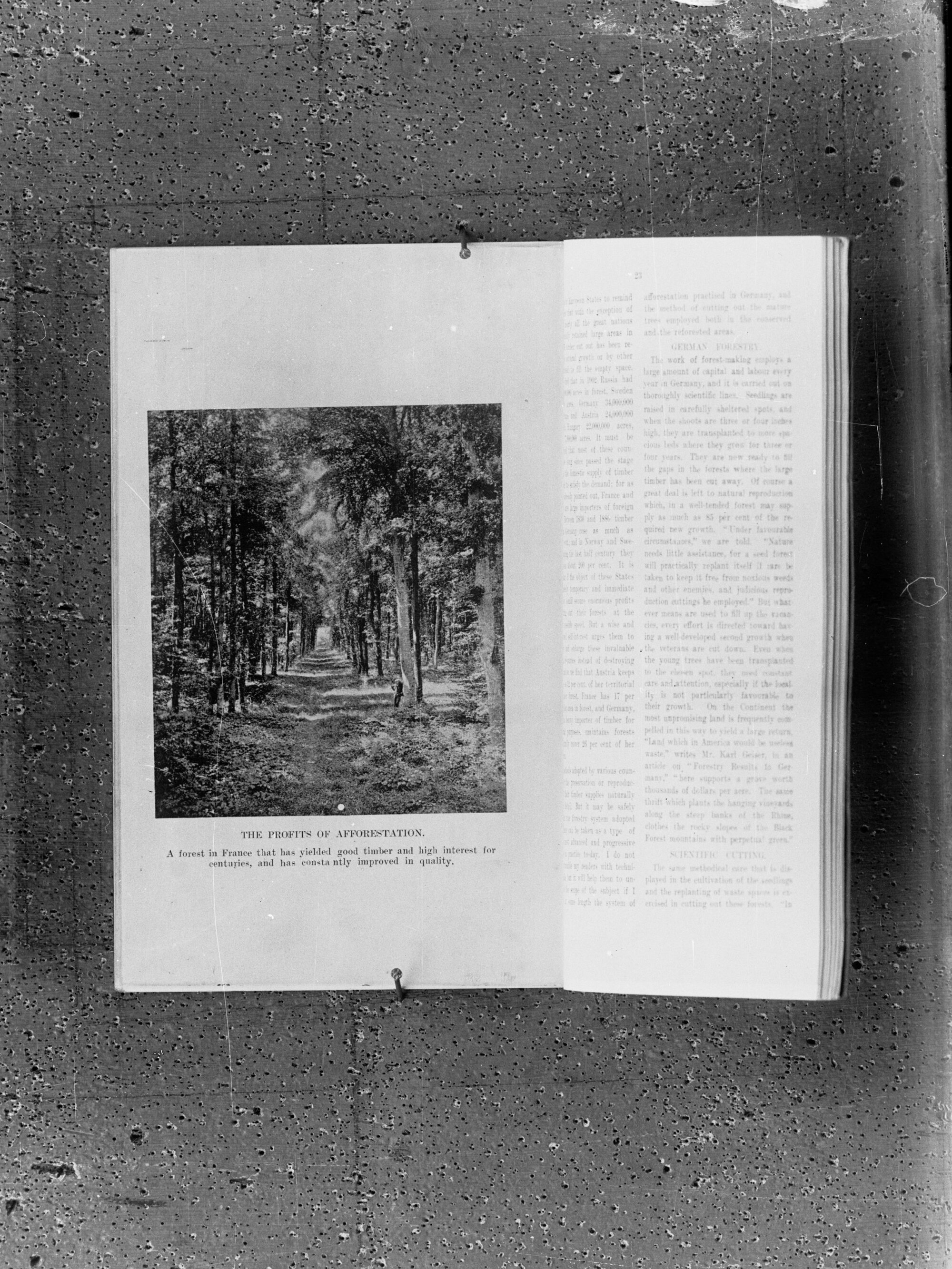 Photograph of a forest in France from a book - title under the photo is "The Profits of Afforestation"