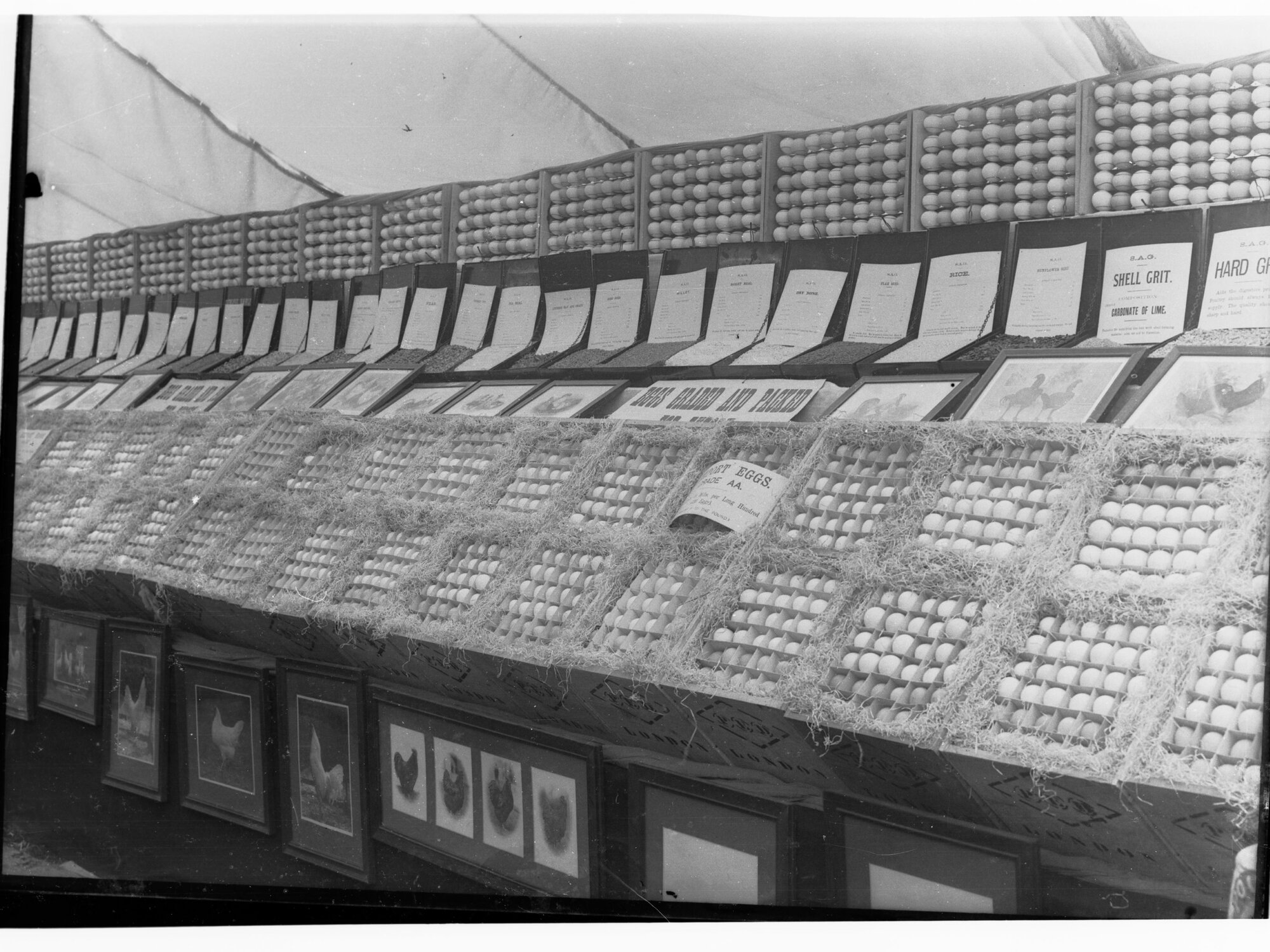Government Exhibition, Adelaide, showing eggs