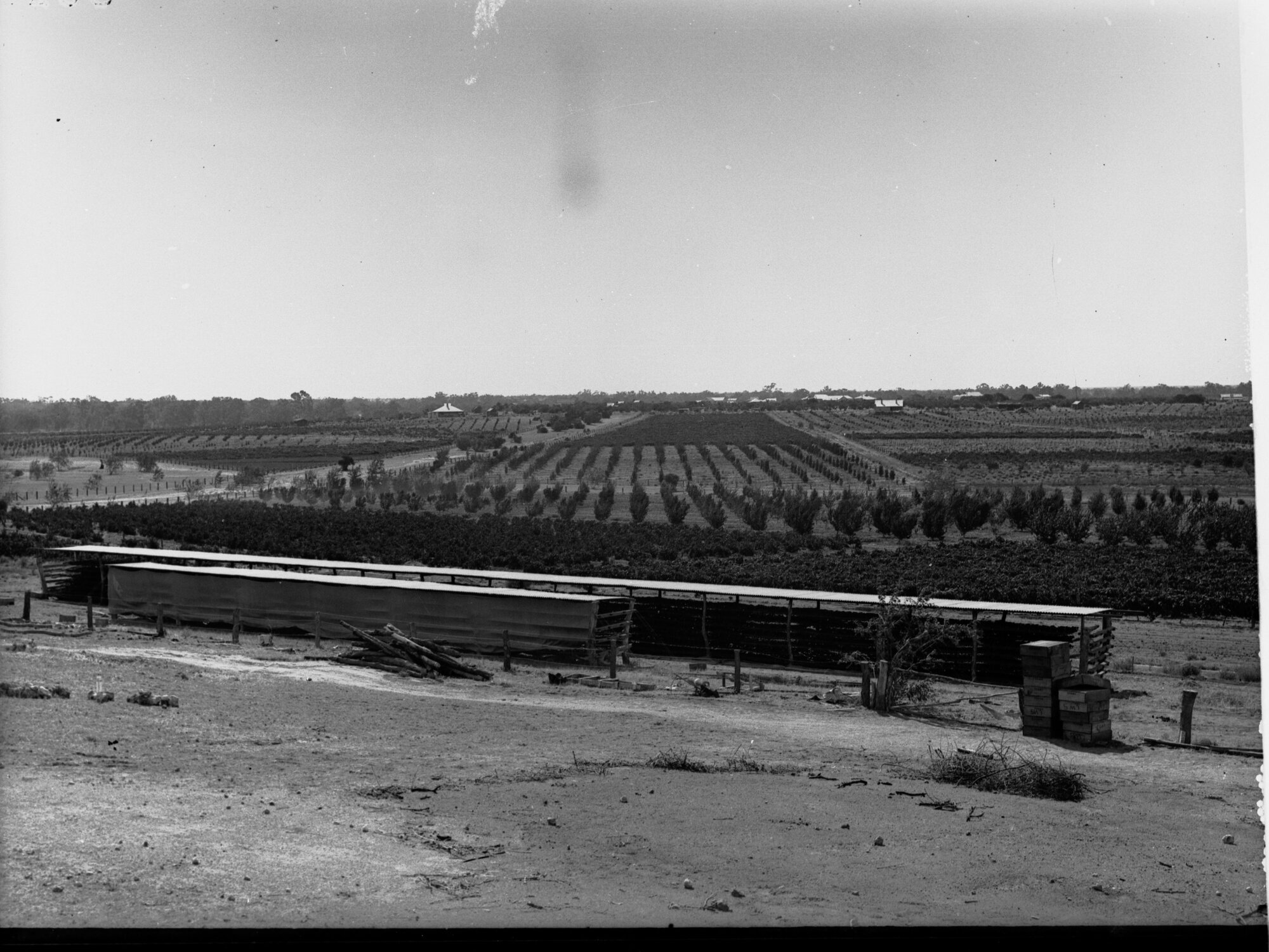 Orchards and Fruit Drying Racks near Cadell