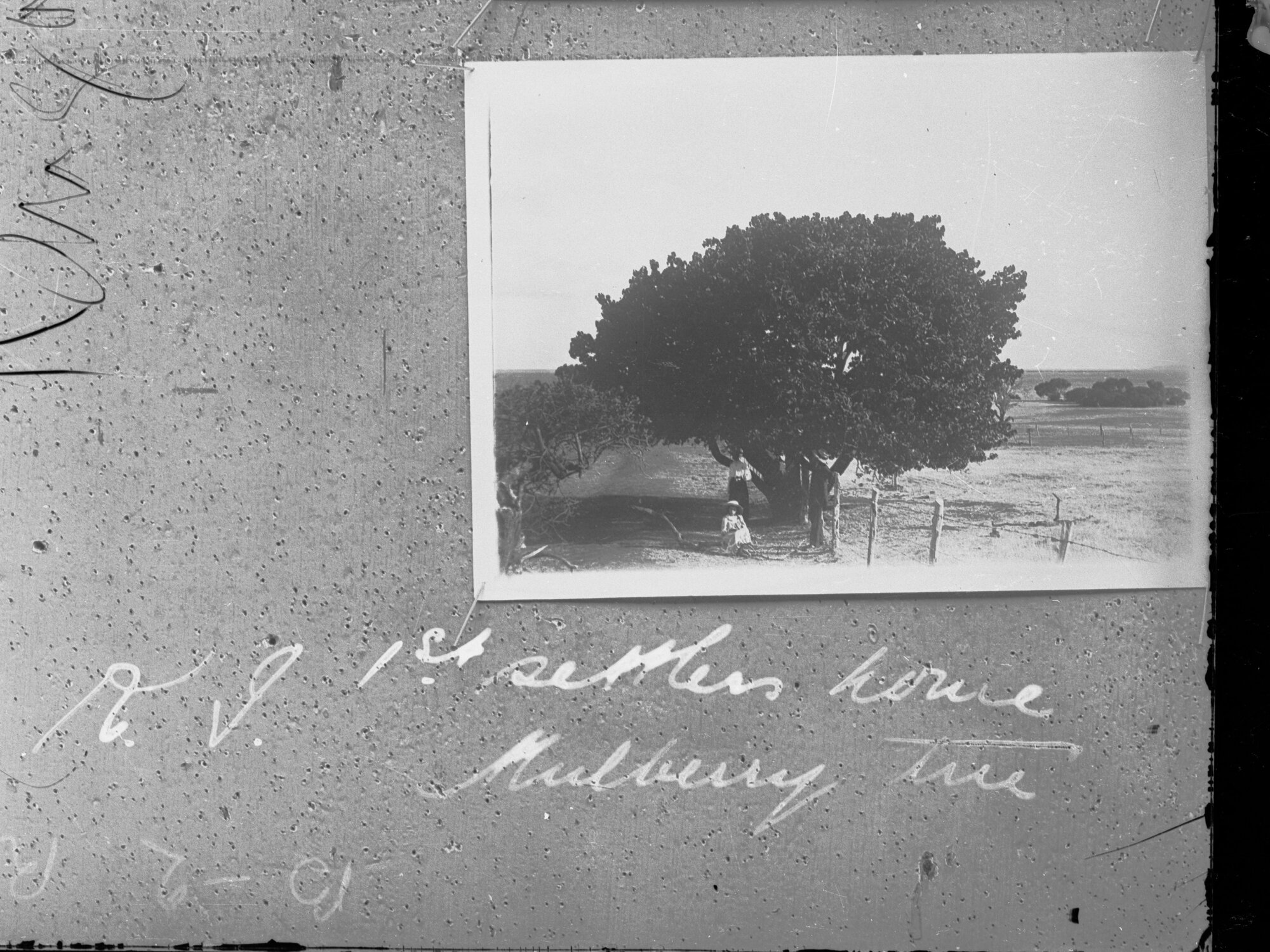 Two people standing under mulberry tree