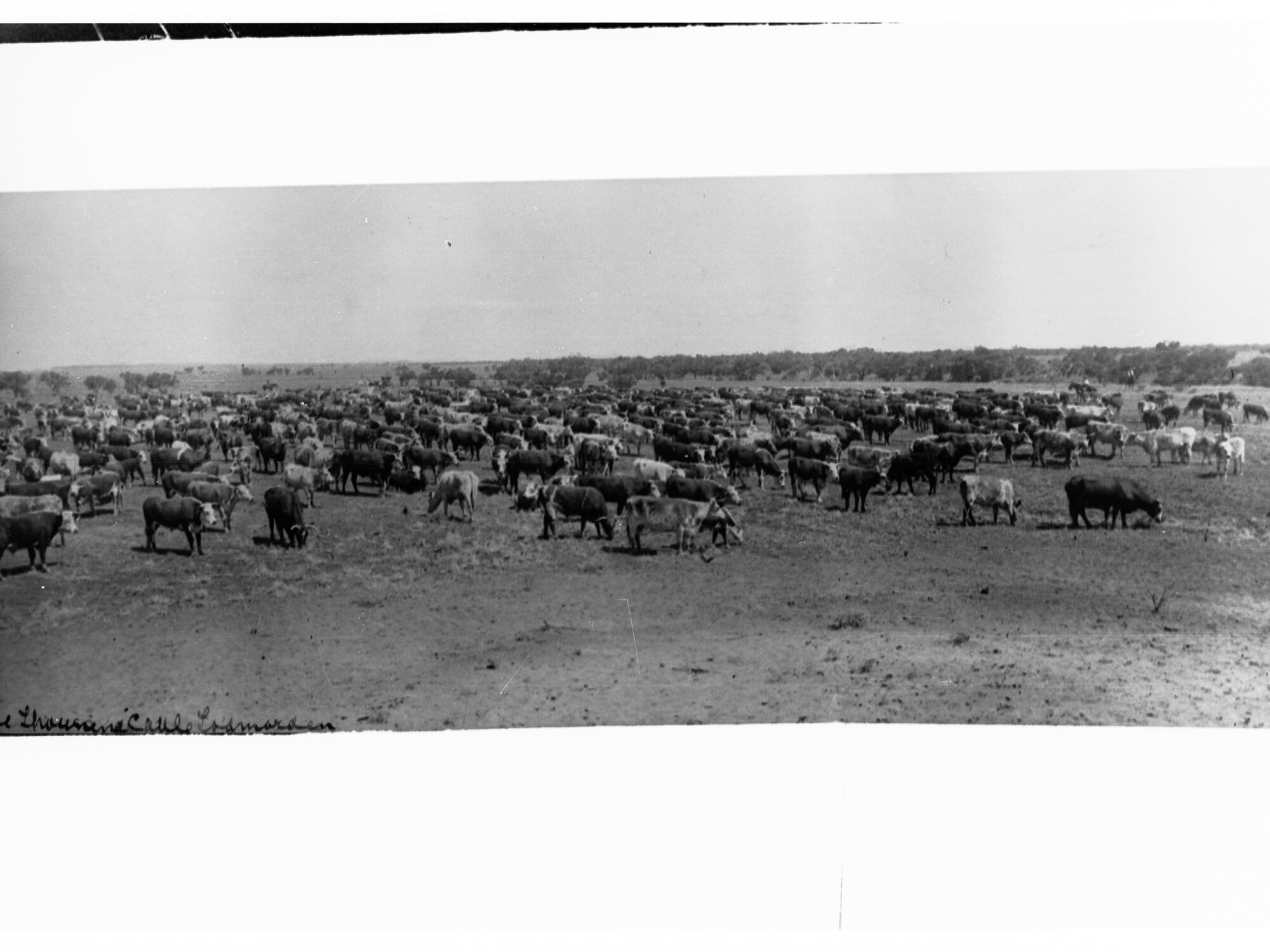 Cattle at Todmorden South Australia