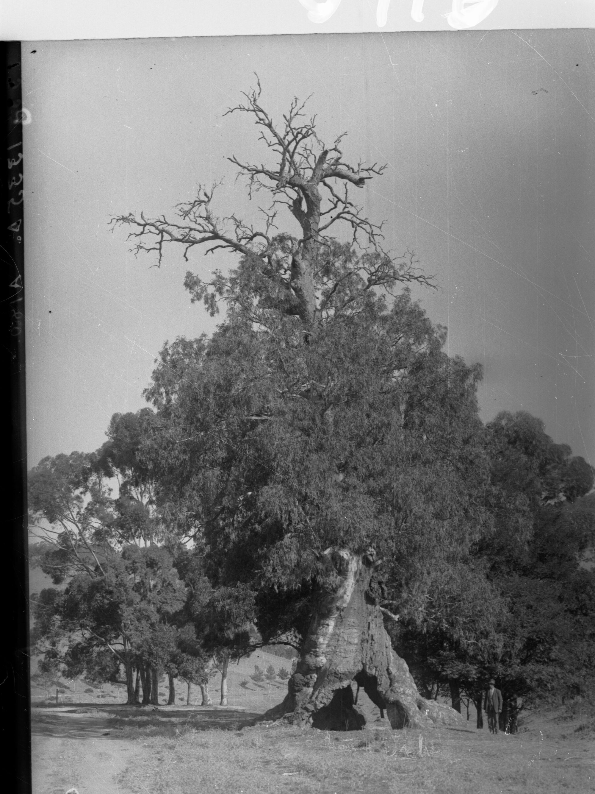 Large Tree in Mitcham Reserve