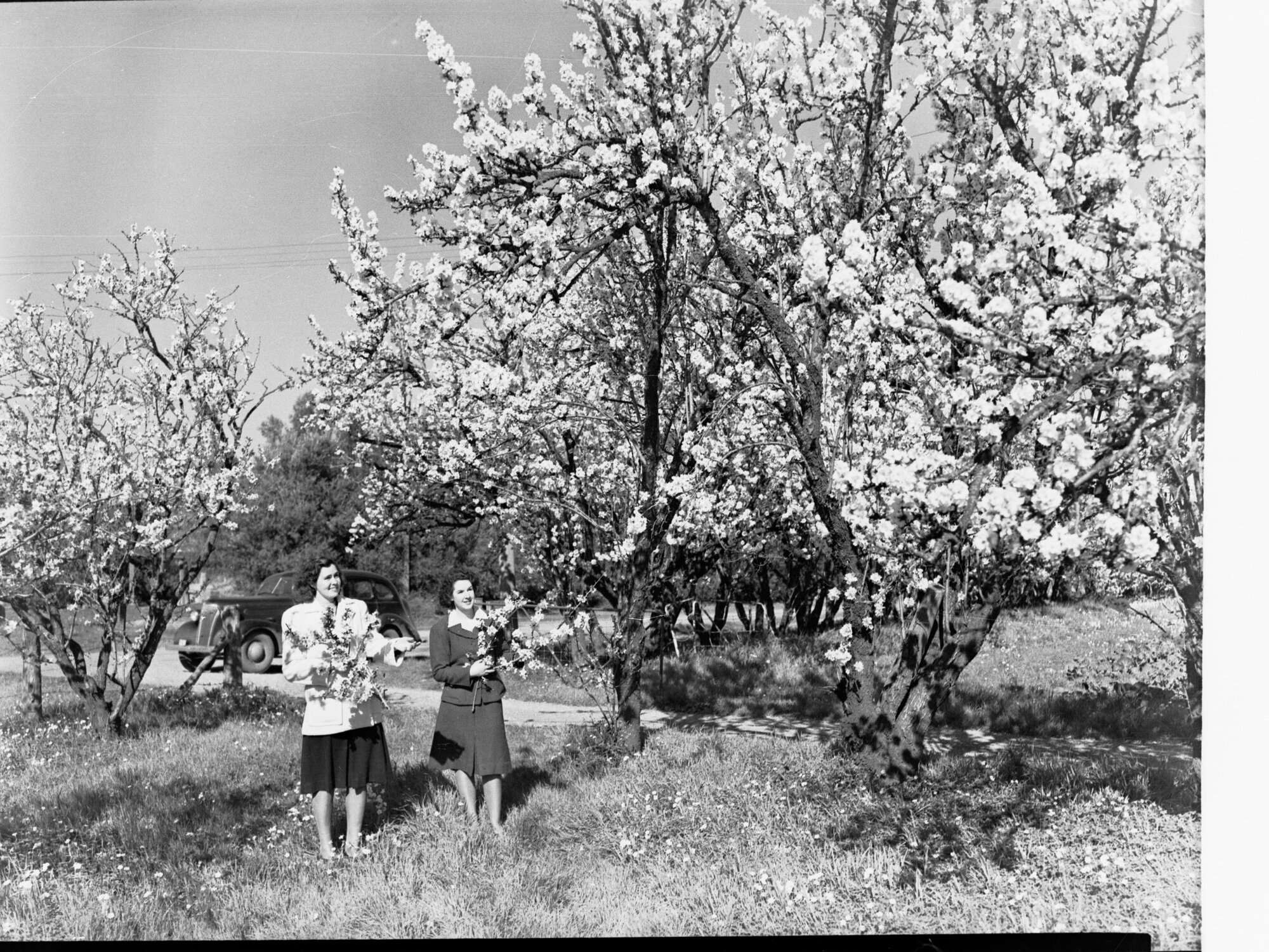Almond Blossom Trees - Two Women Holding Branches