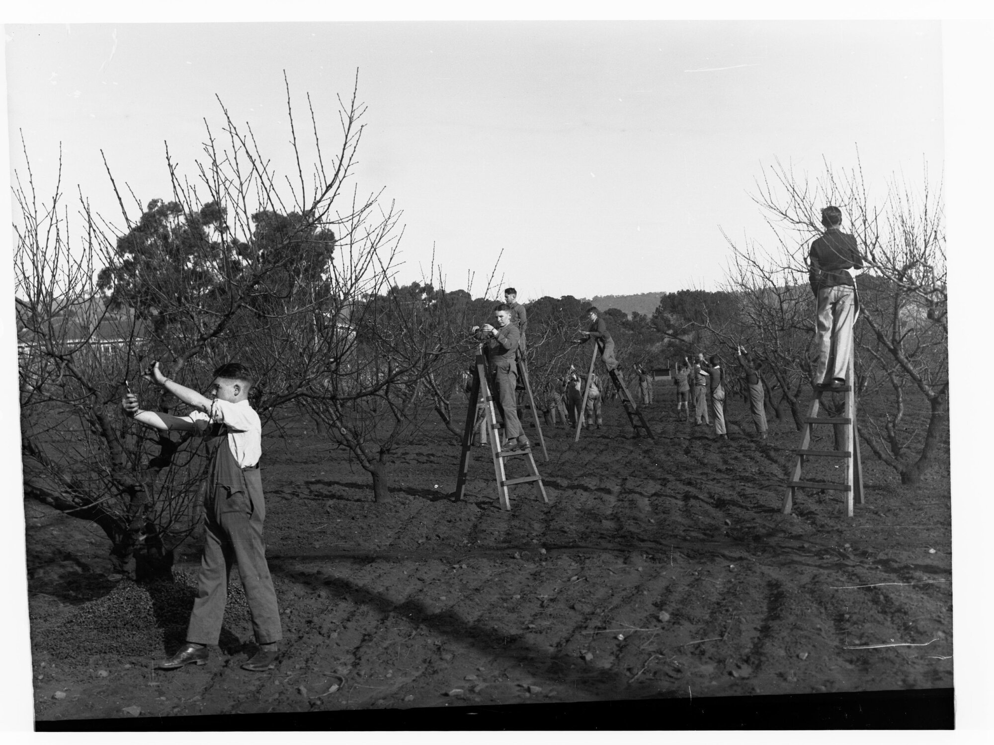 Urrbrae Agricultural College showing students pruning fruit trees