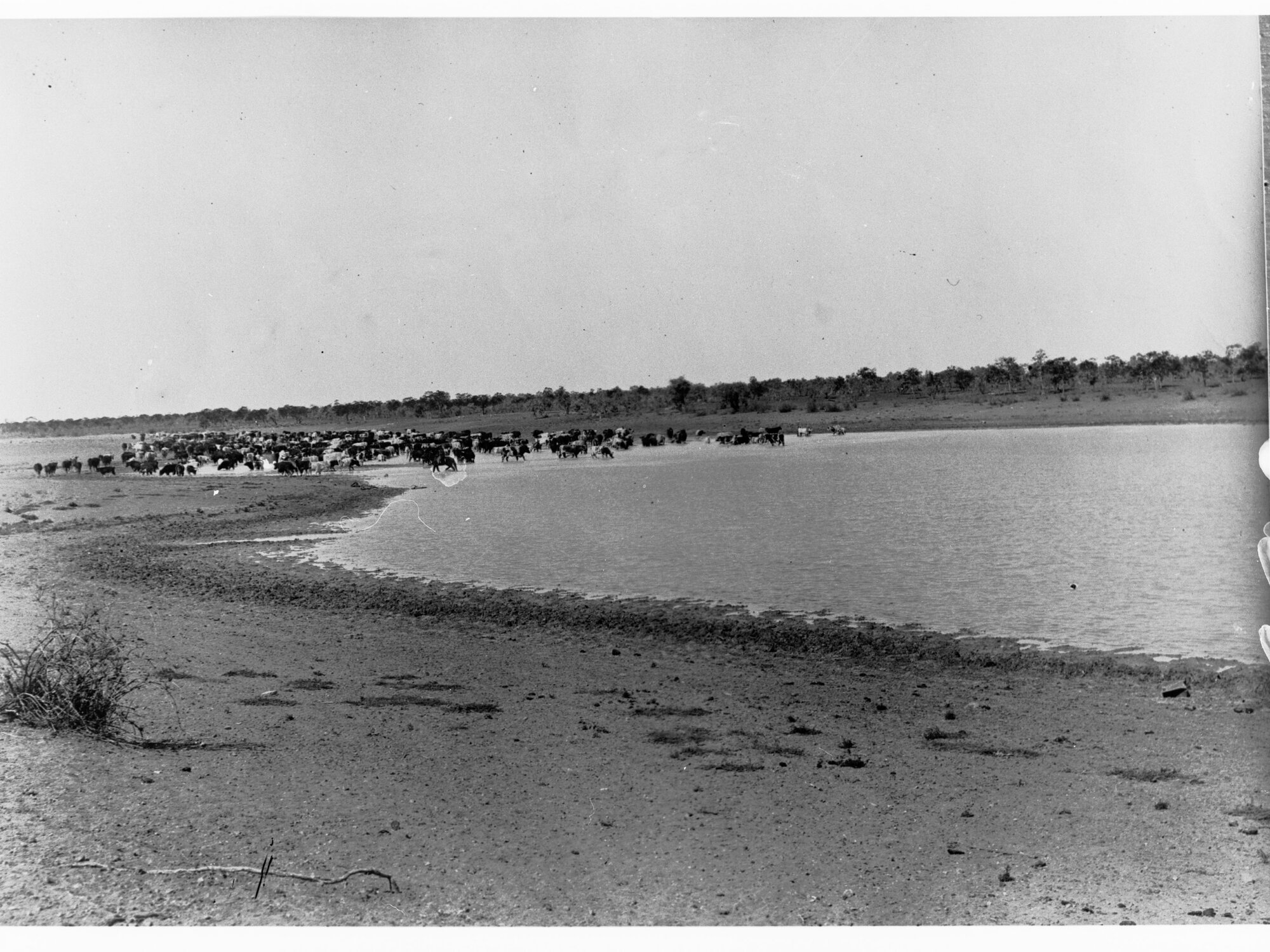 Anthony's Lagoon - Northern Territory (showing cattle)