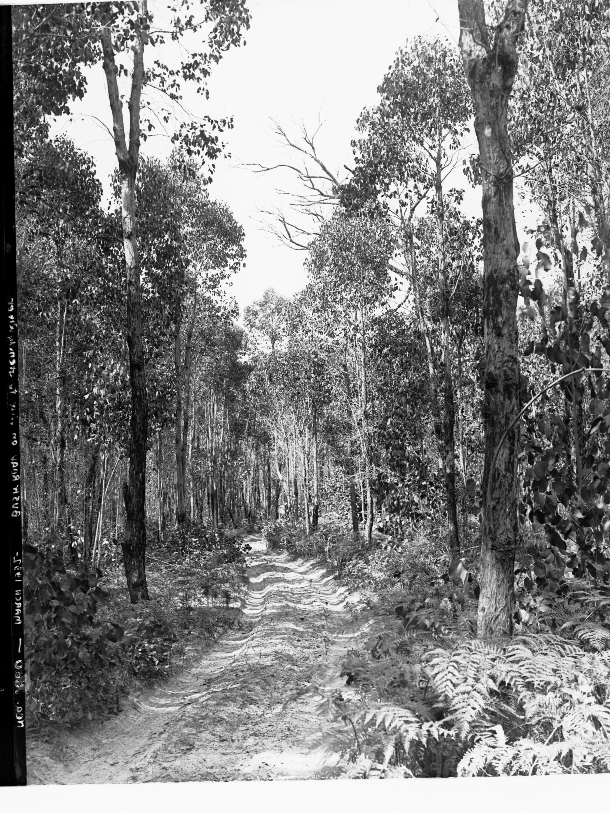 Bush Road on the Way to Glenelg River