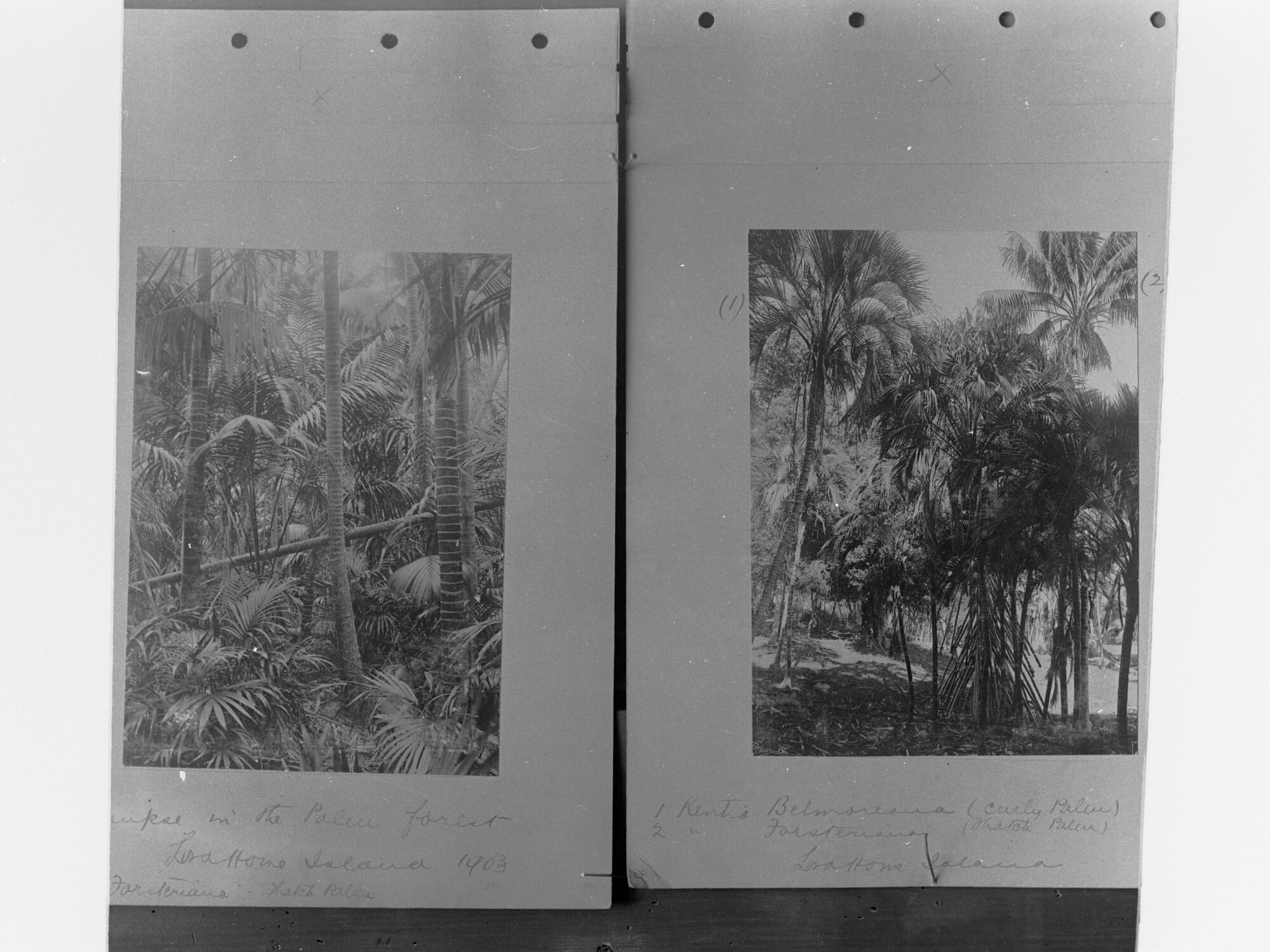 Palm tree plantation photograph