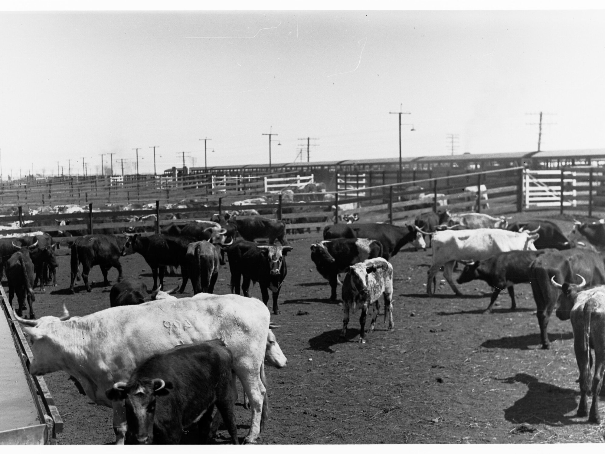 Stockyards at Dry Creek