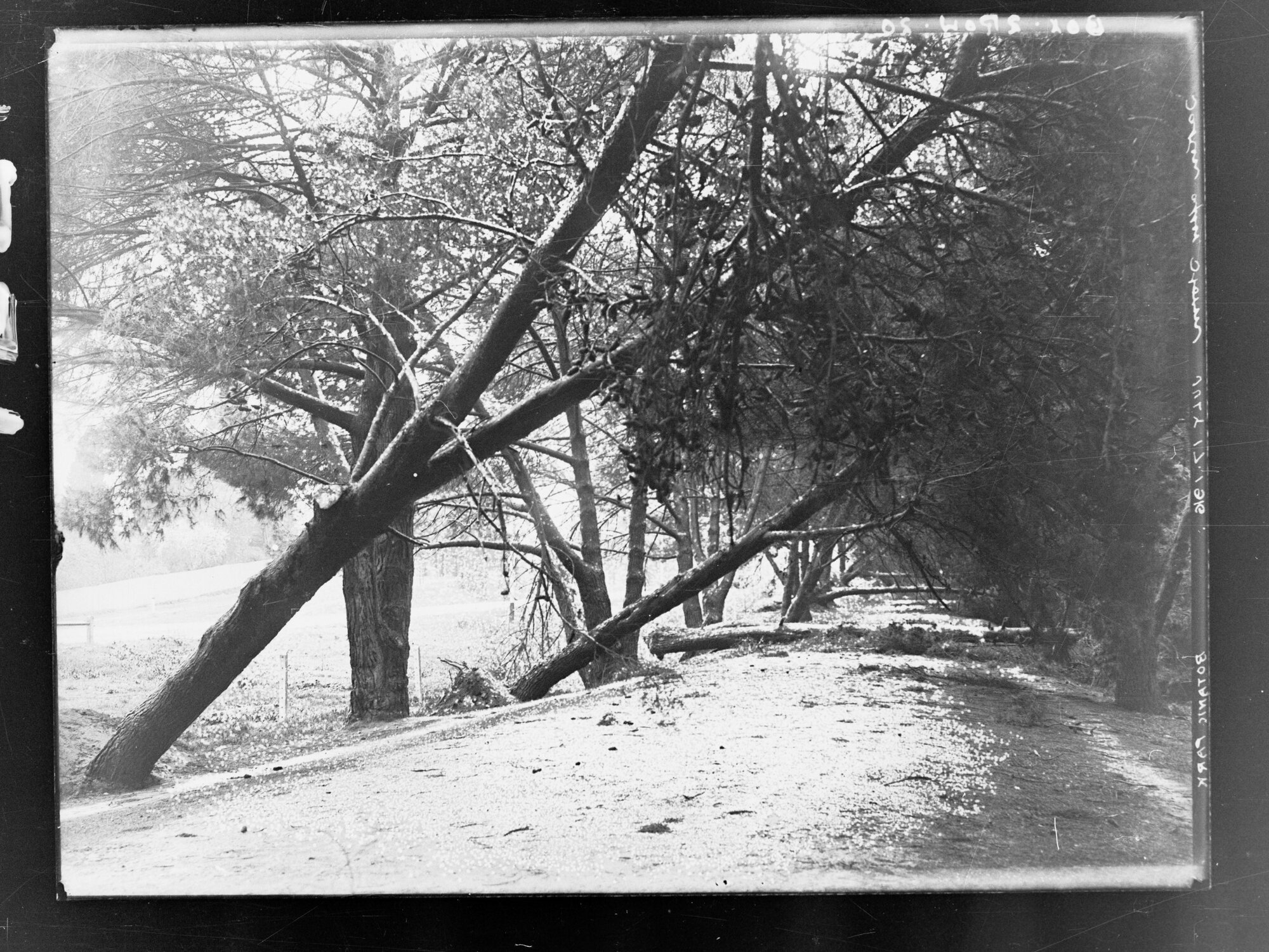 Botanic Park, Adelaide after a storm 17 July 1916