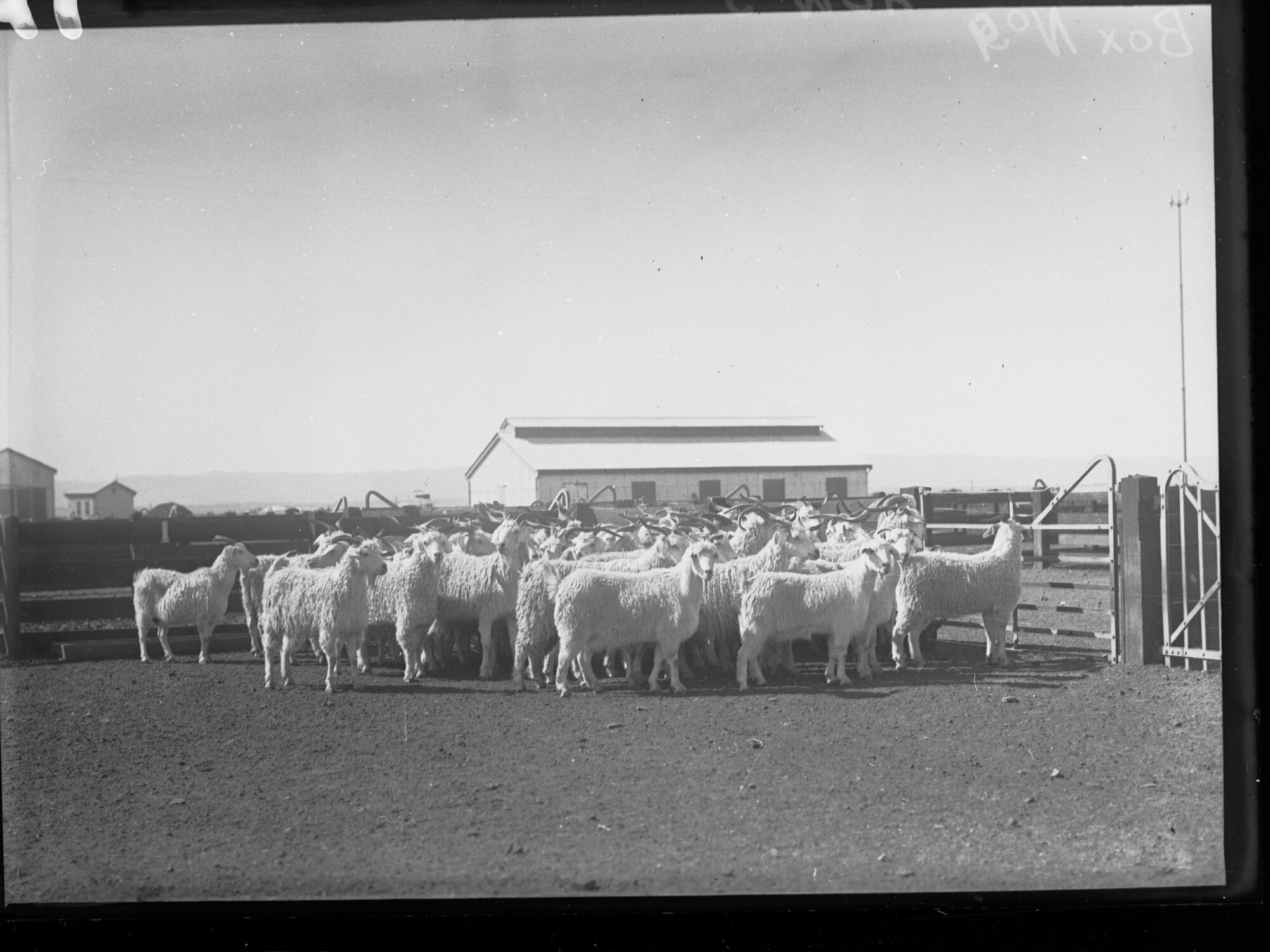 Goats, Port Adelaide Produce Department