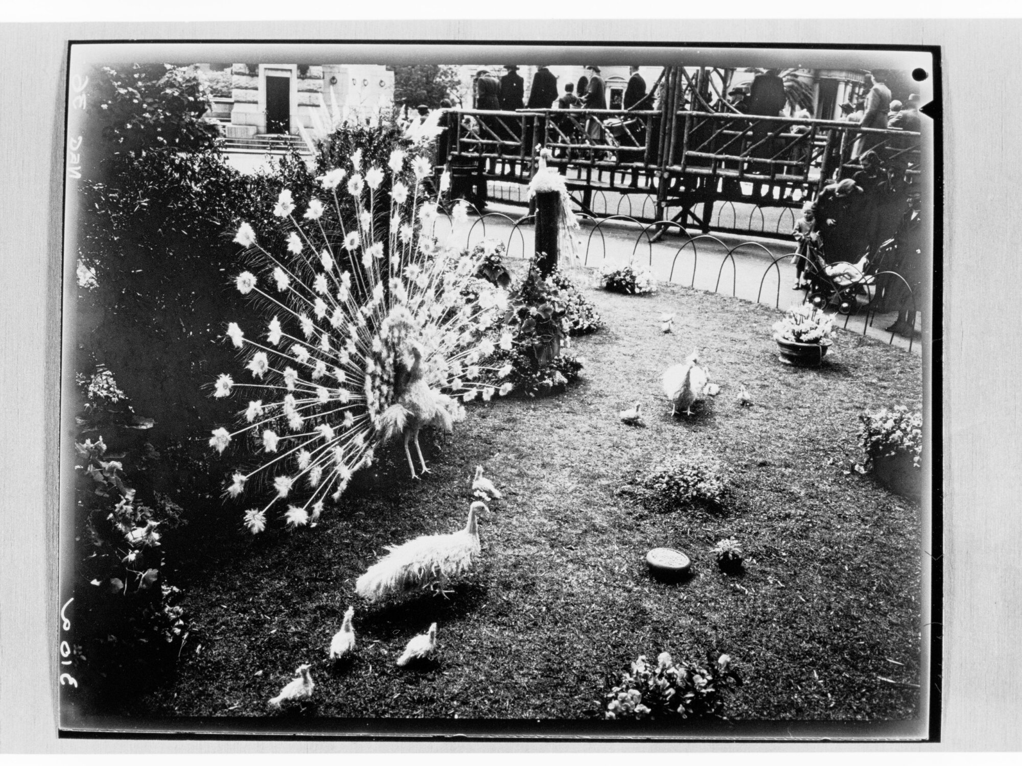 National Flower Day Festival held in Adelaide on the 21st September 1949