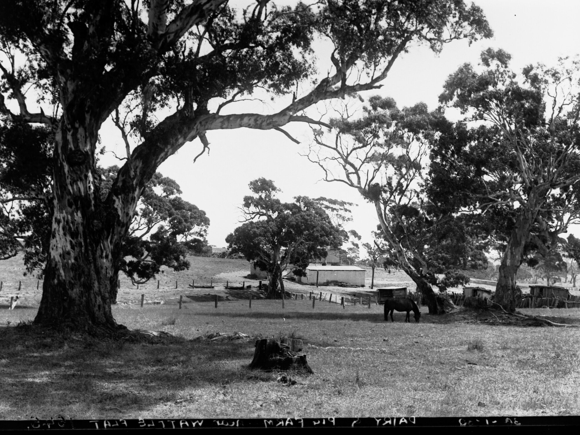Dairy and Pig Farm Near Wattle Flat