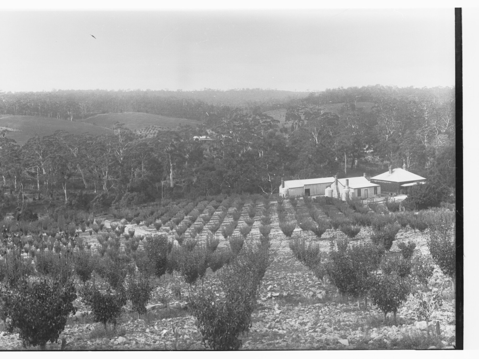 Orchard at Mylor