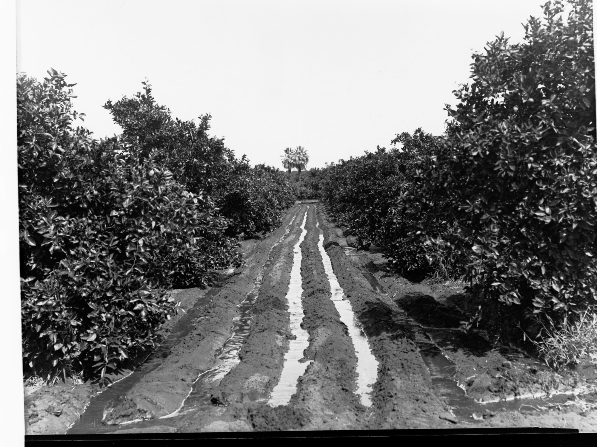 Irrigation channel through orchard - Berri