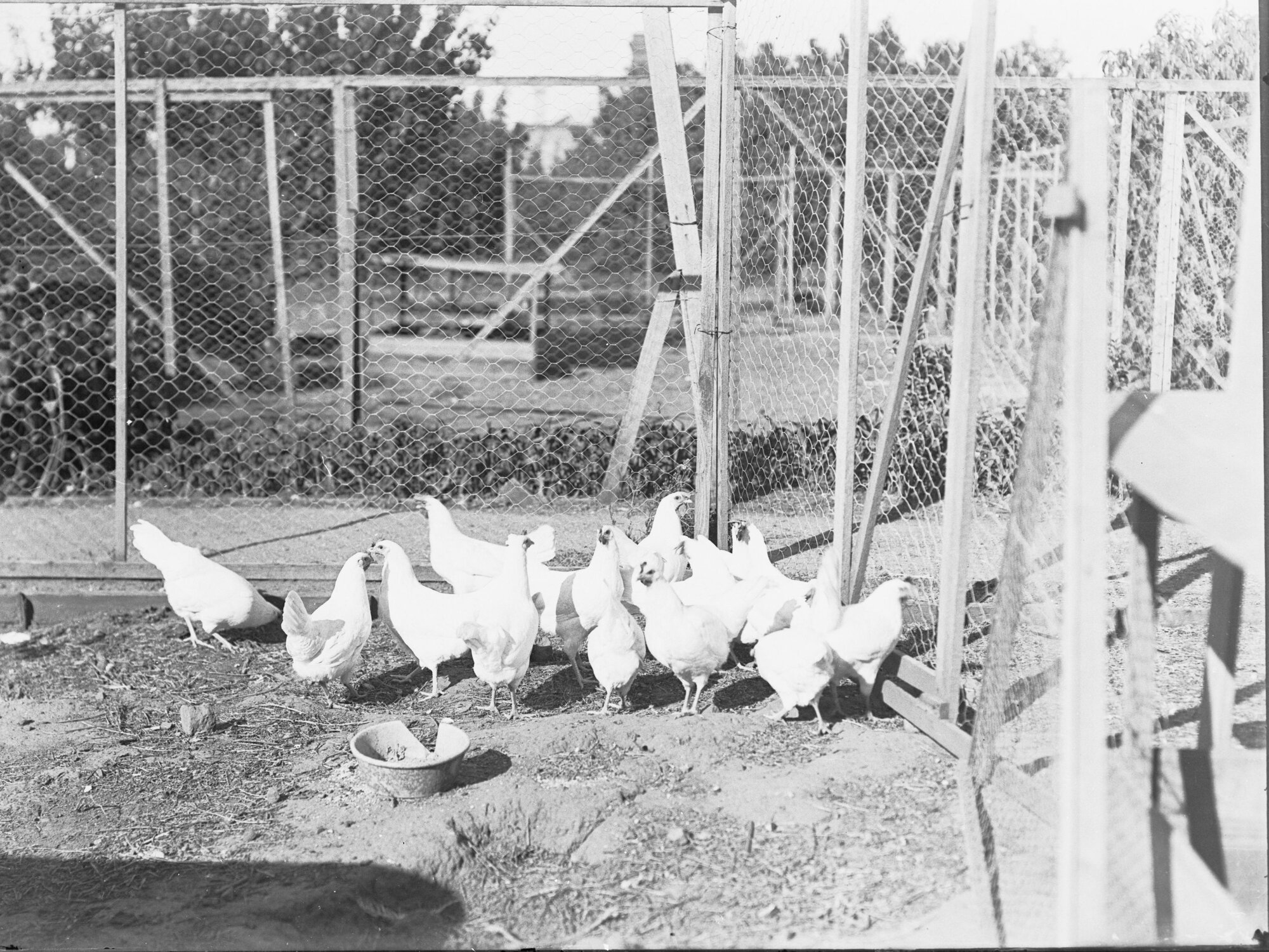 Chickens housed in coops