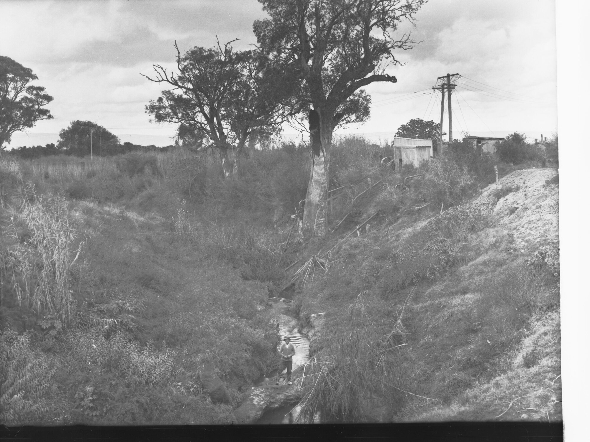 Torrens Flood Water Scheme Showing Man Near Tree
