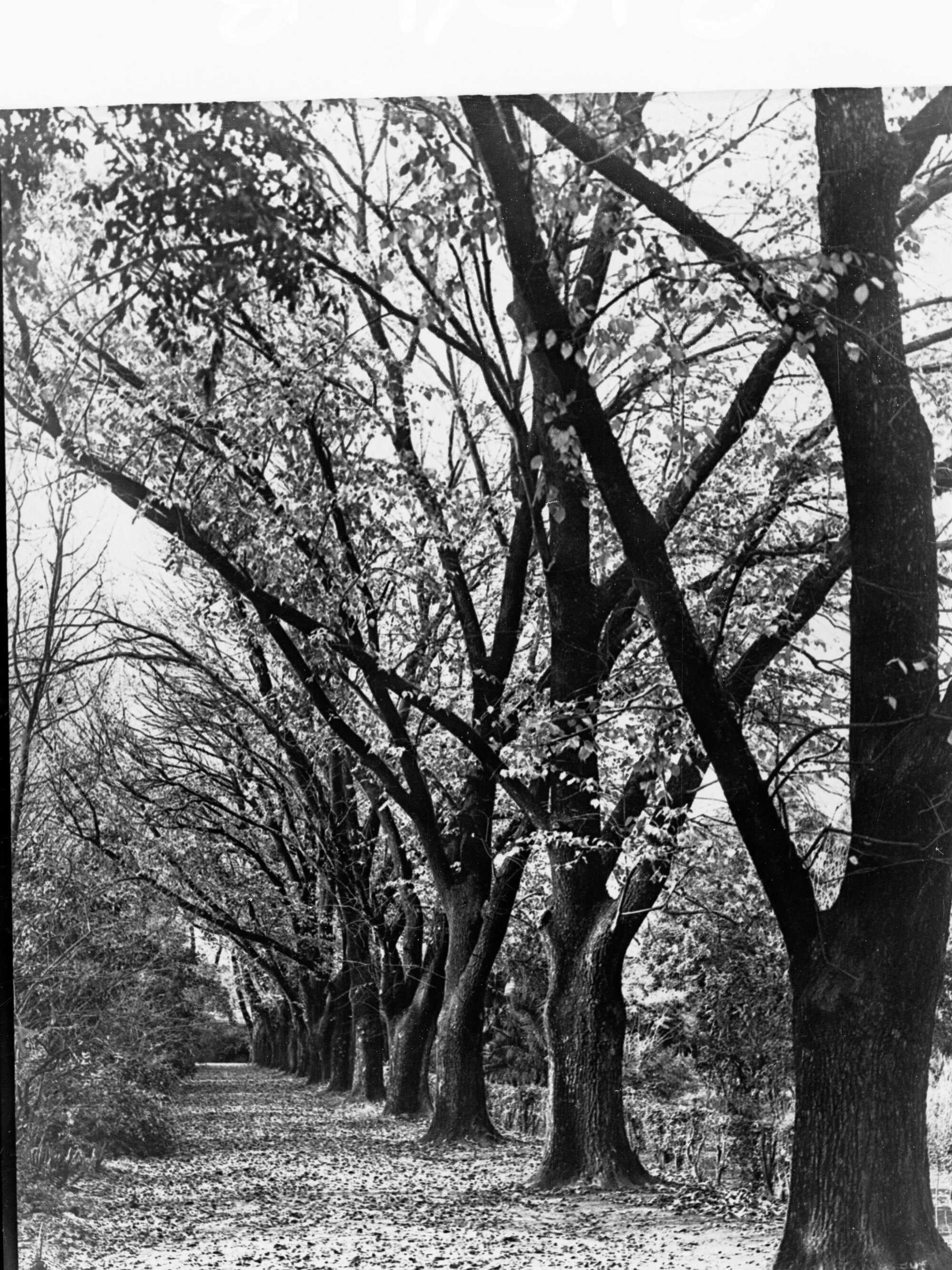 Botanical Gardens