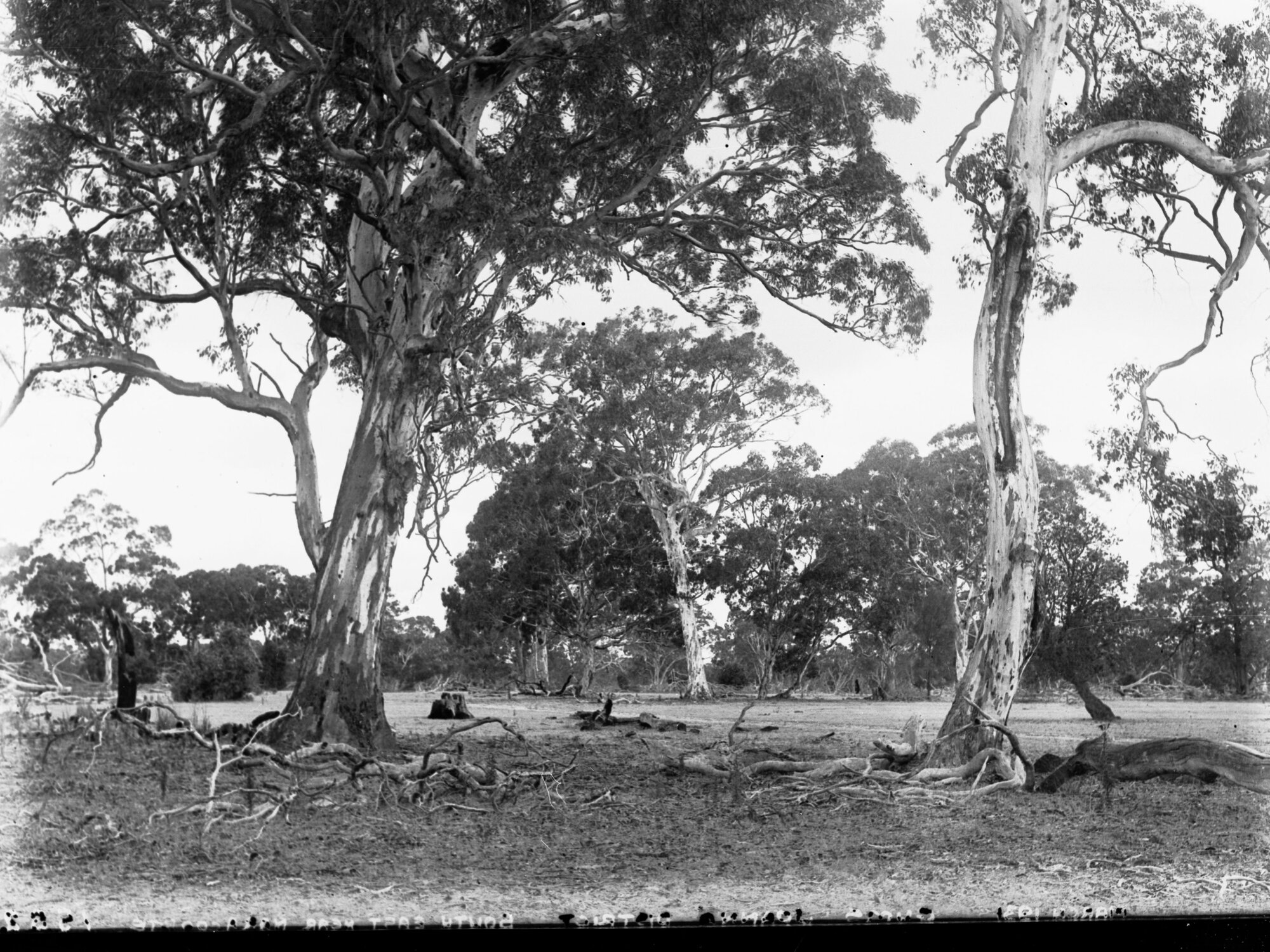 Gums Joanna District Near Naracoorte