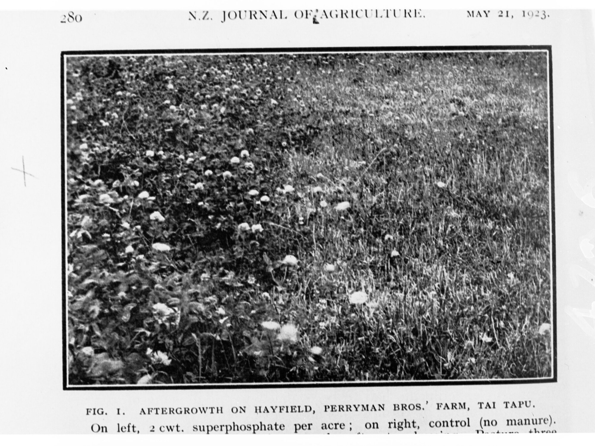 Aftergrowth on a Hay Field