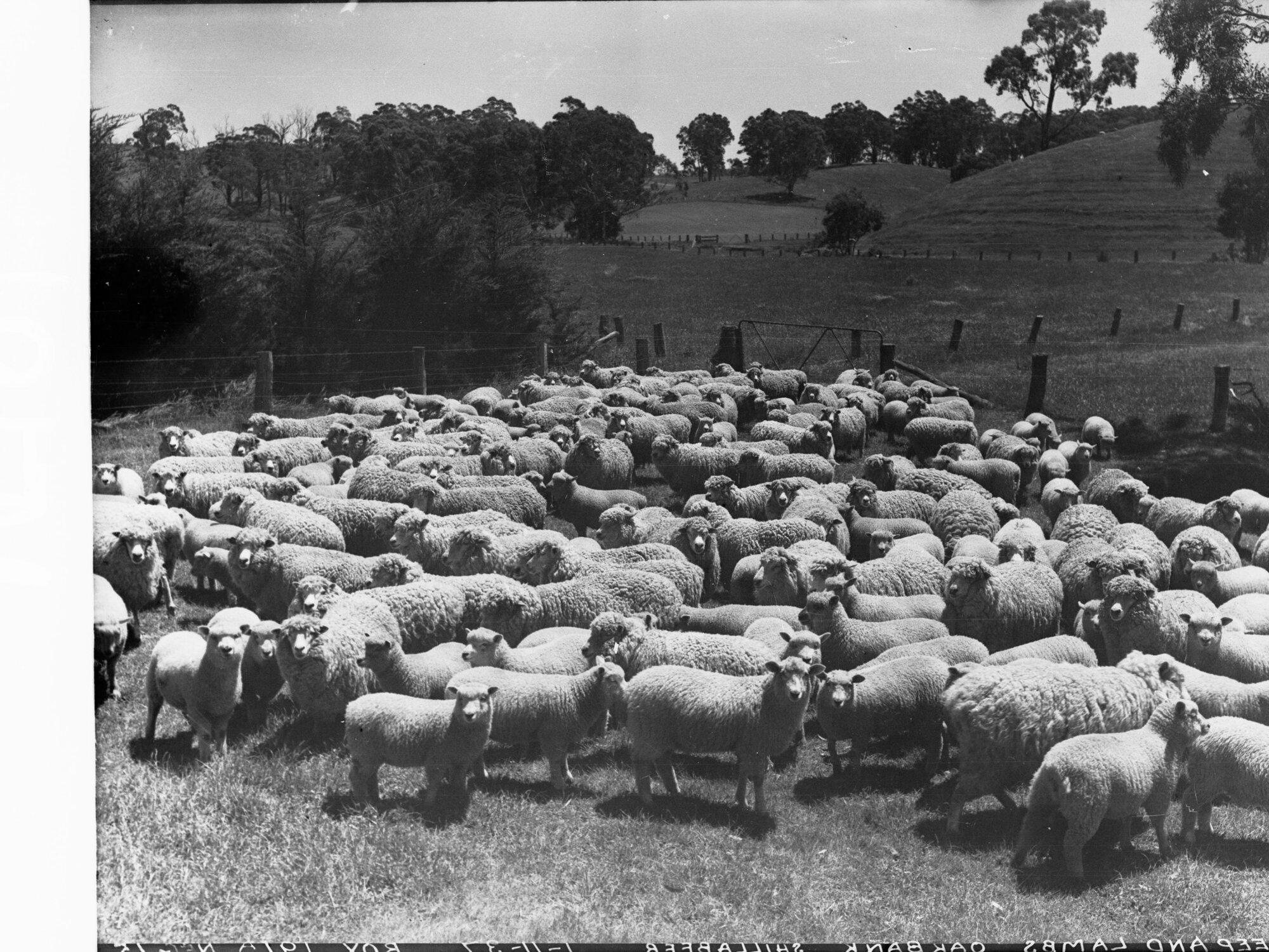 Sheep and lambs in a paddock, Shillabeer station, Oakbank