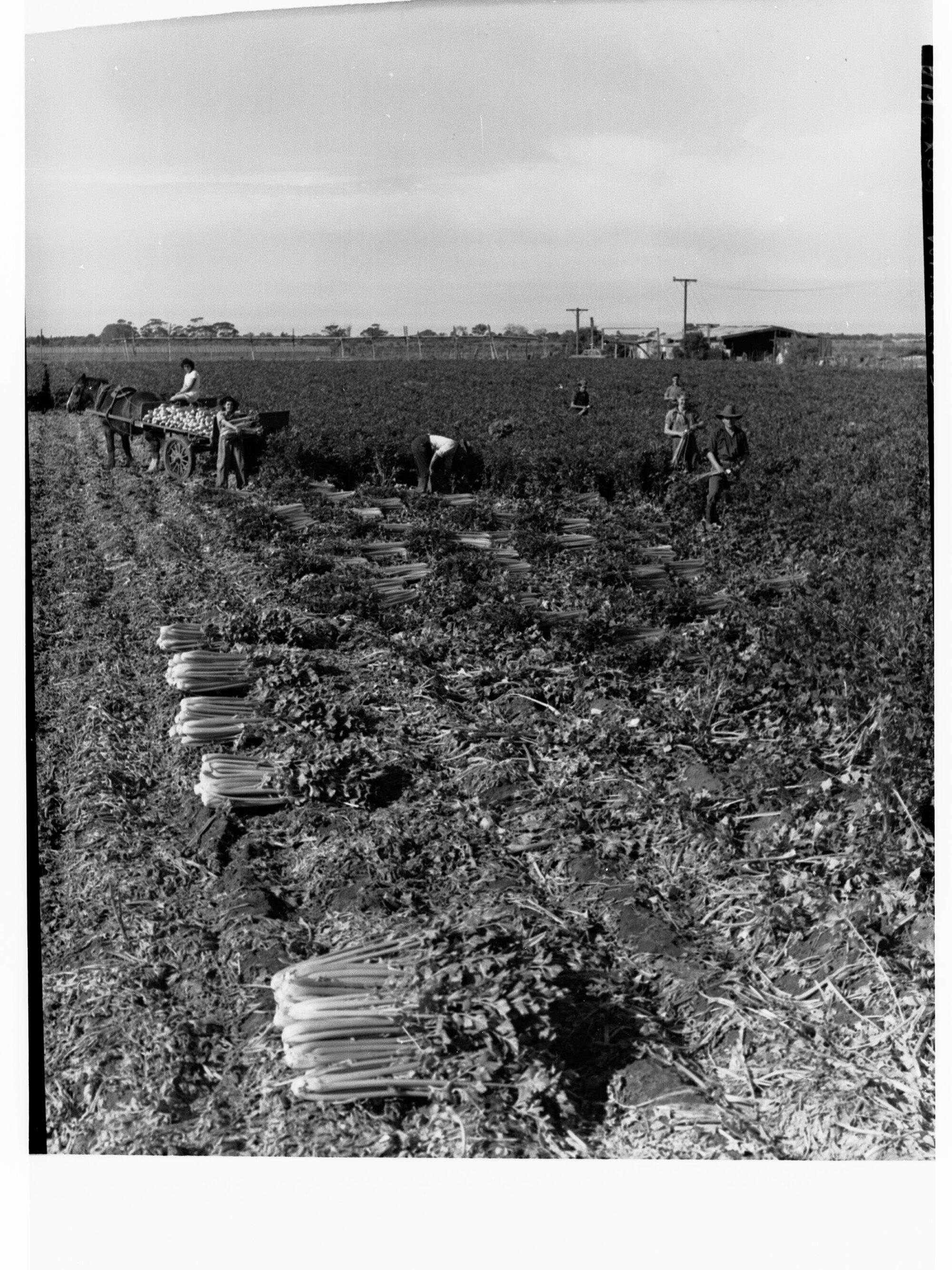 People cutting celery in H.S. Collins garden at Seaton