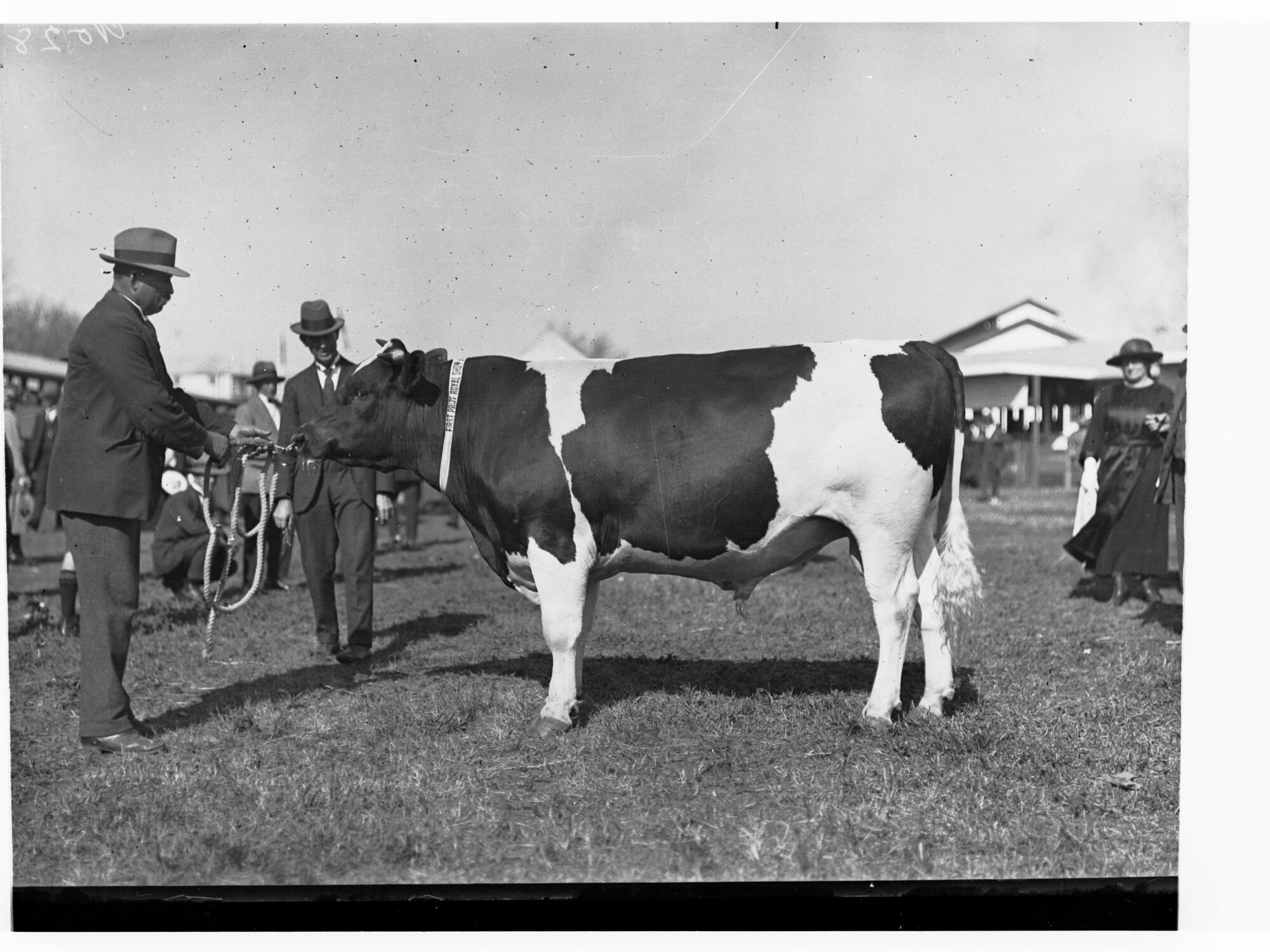 Cattle at Royal Adelaide Show
