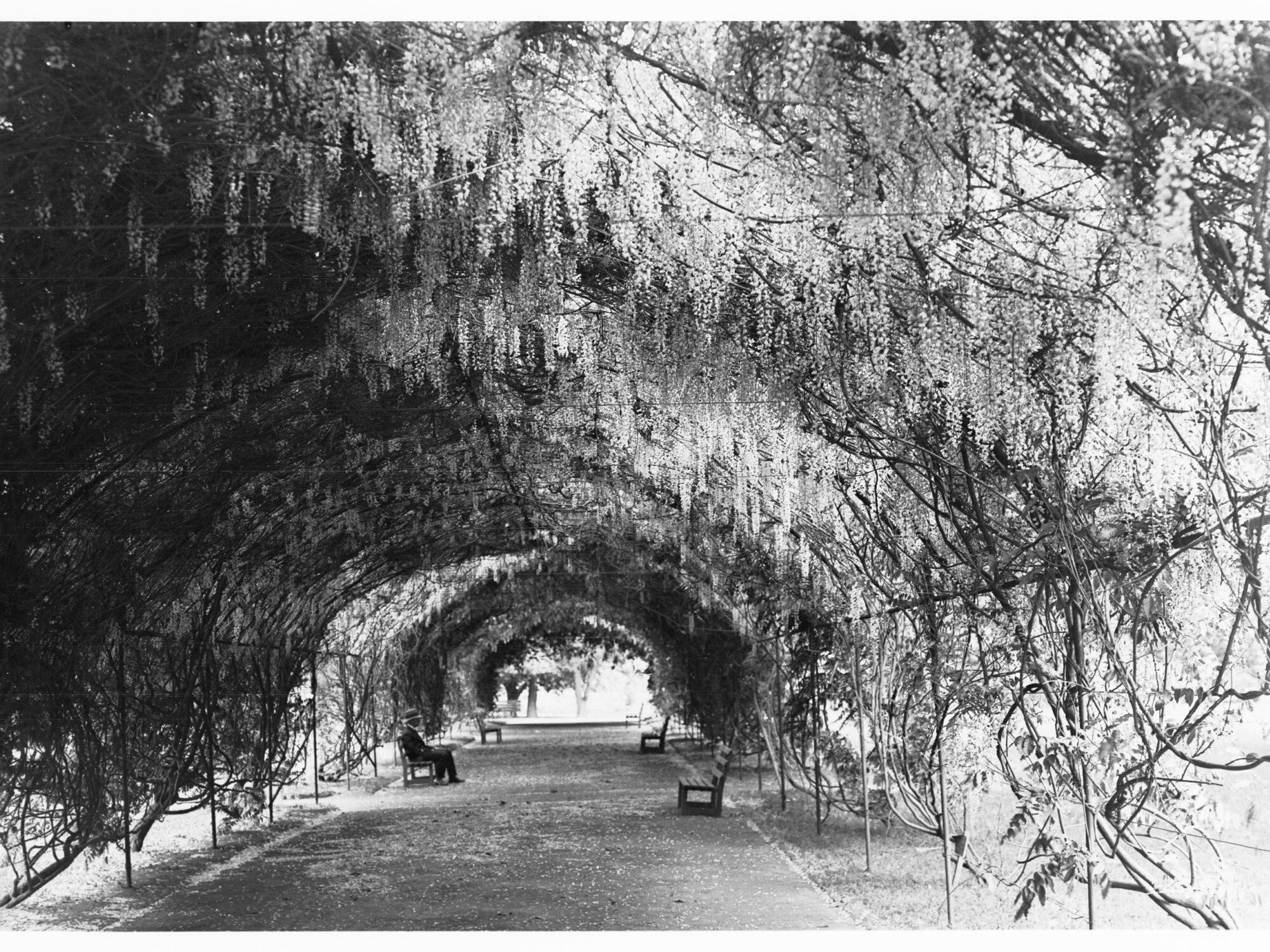 Botanic Gardens  walkway covered by Wisteria