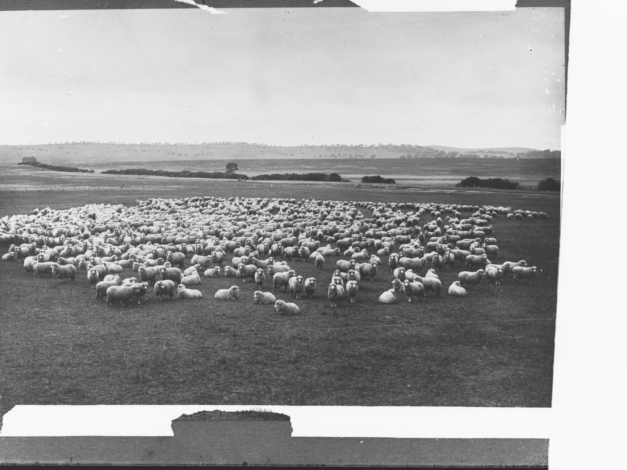 Flock of Sheep in a Field at Virginia