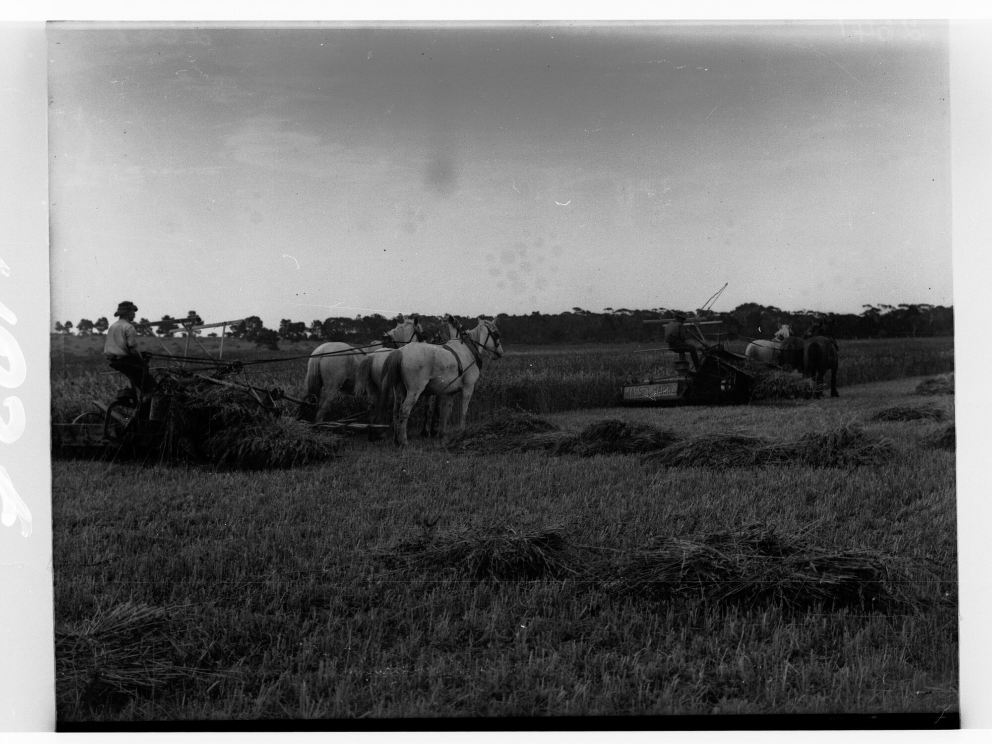 Harvesting at Roseworthy College