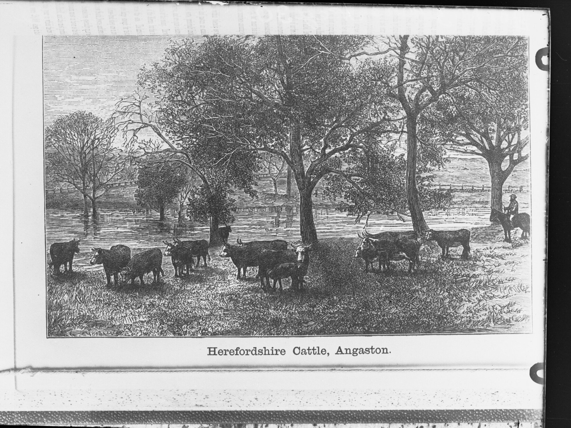 Herefordshire Cattle - Angaston