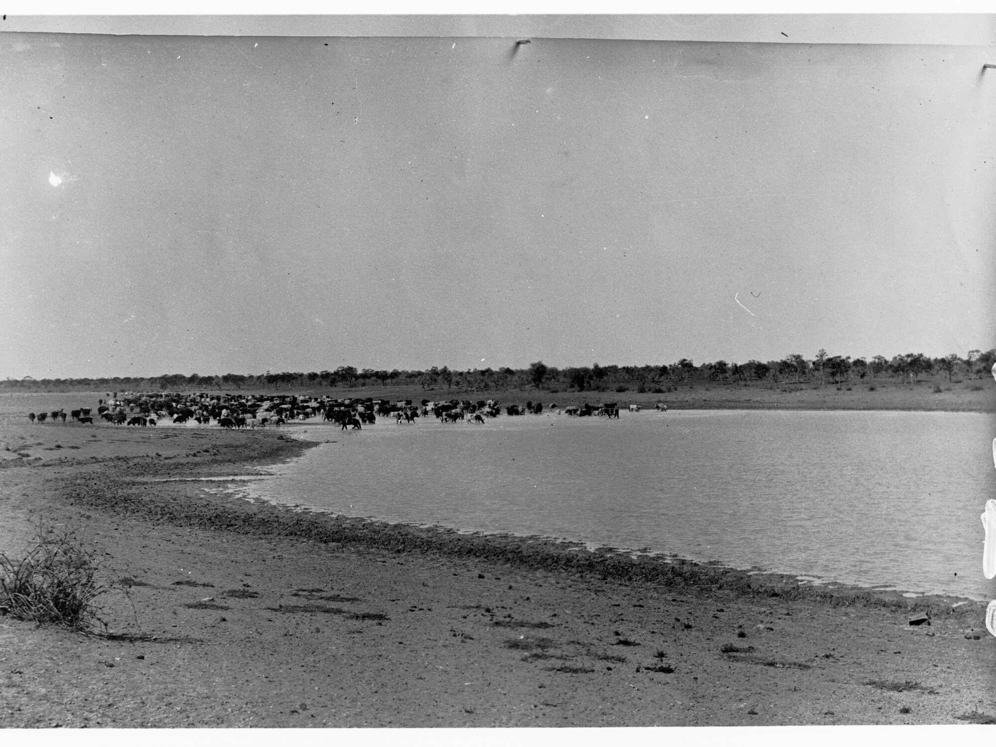 Anthony's Lagoon - Northern Territory (showing cattle)