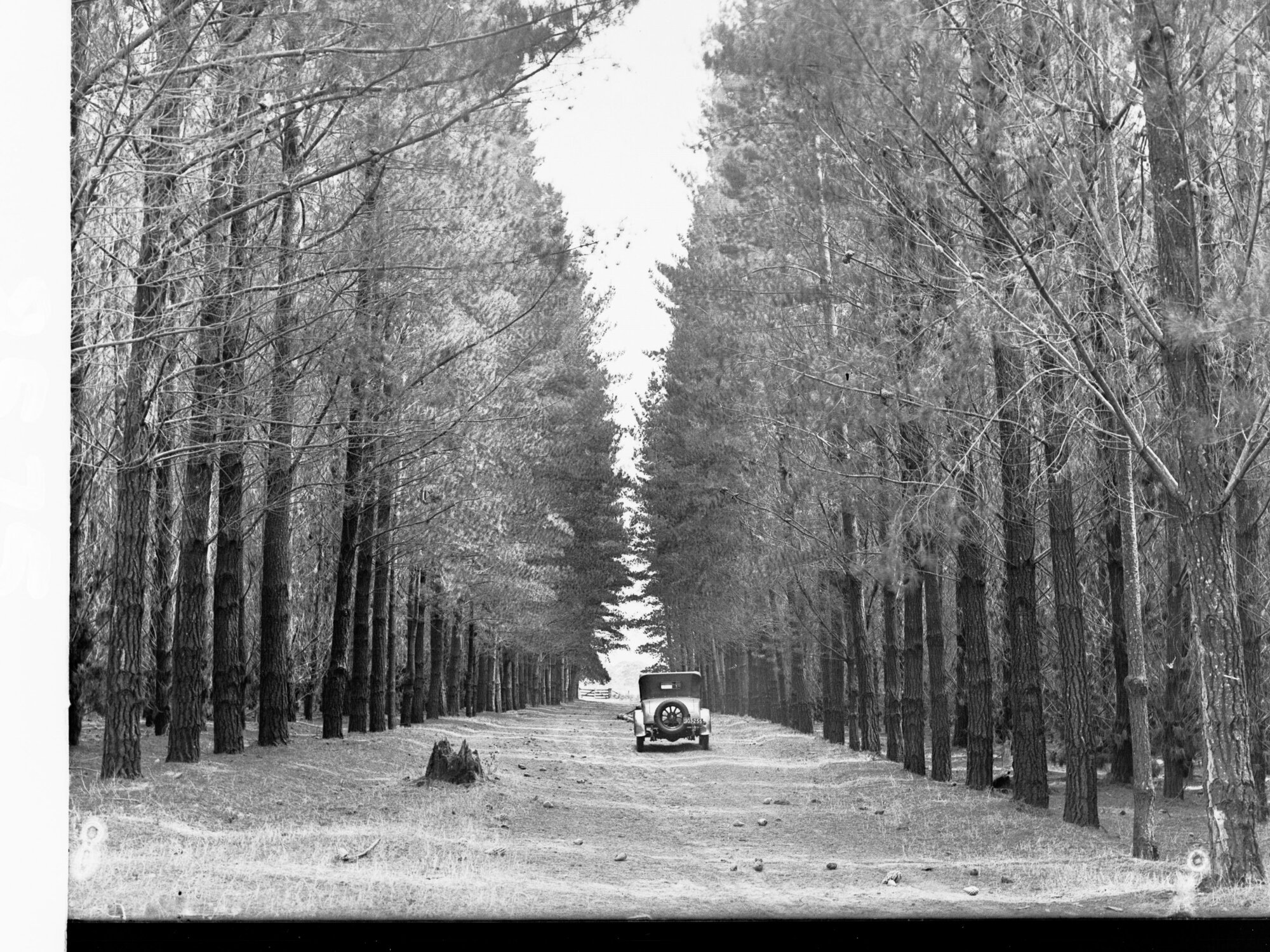Penola Forest
