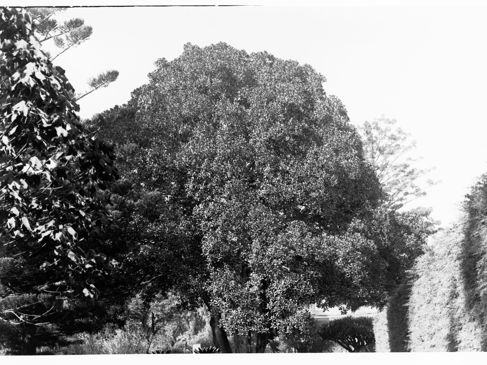 Ficus Raileyana Specimen, Botanic Gardens