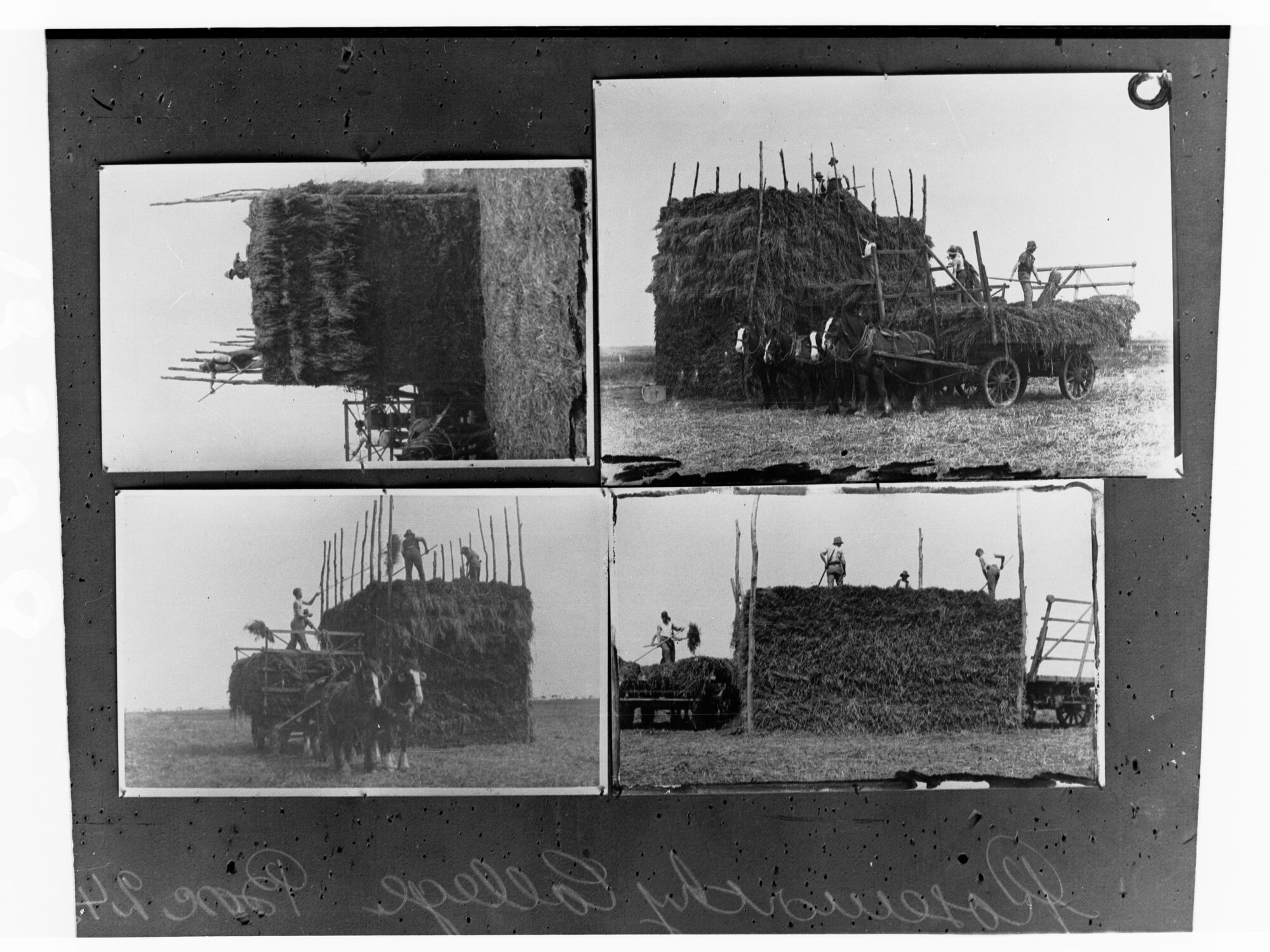 Making hay stacks, Roseworthy College