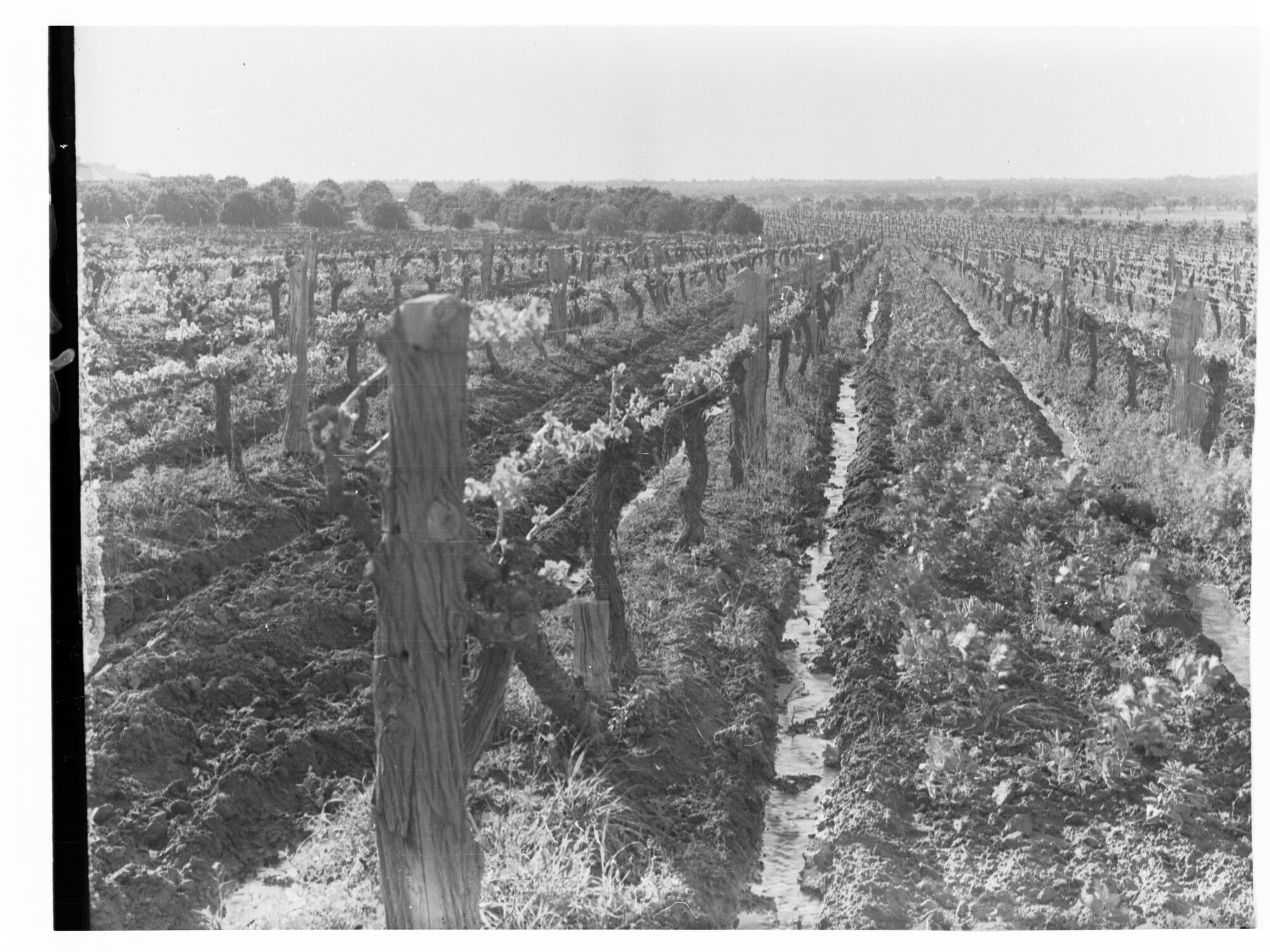 Vineyards